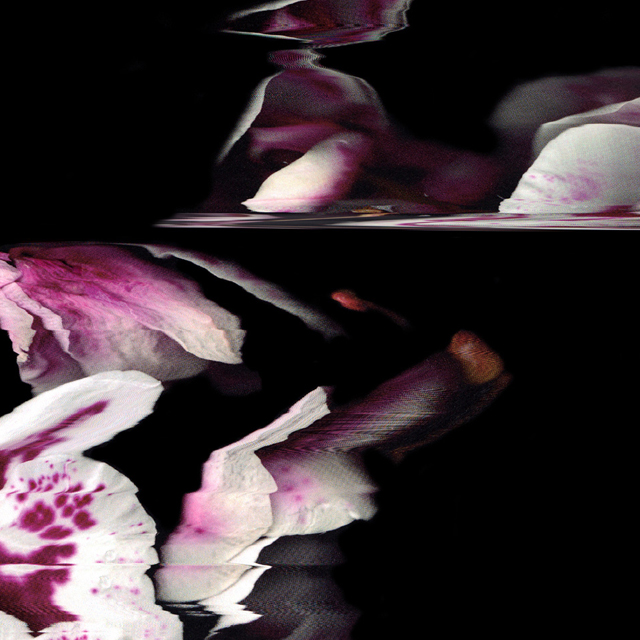 Static Flower: China 1 - close up