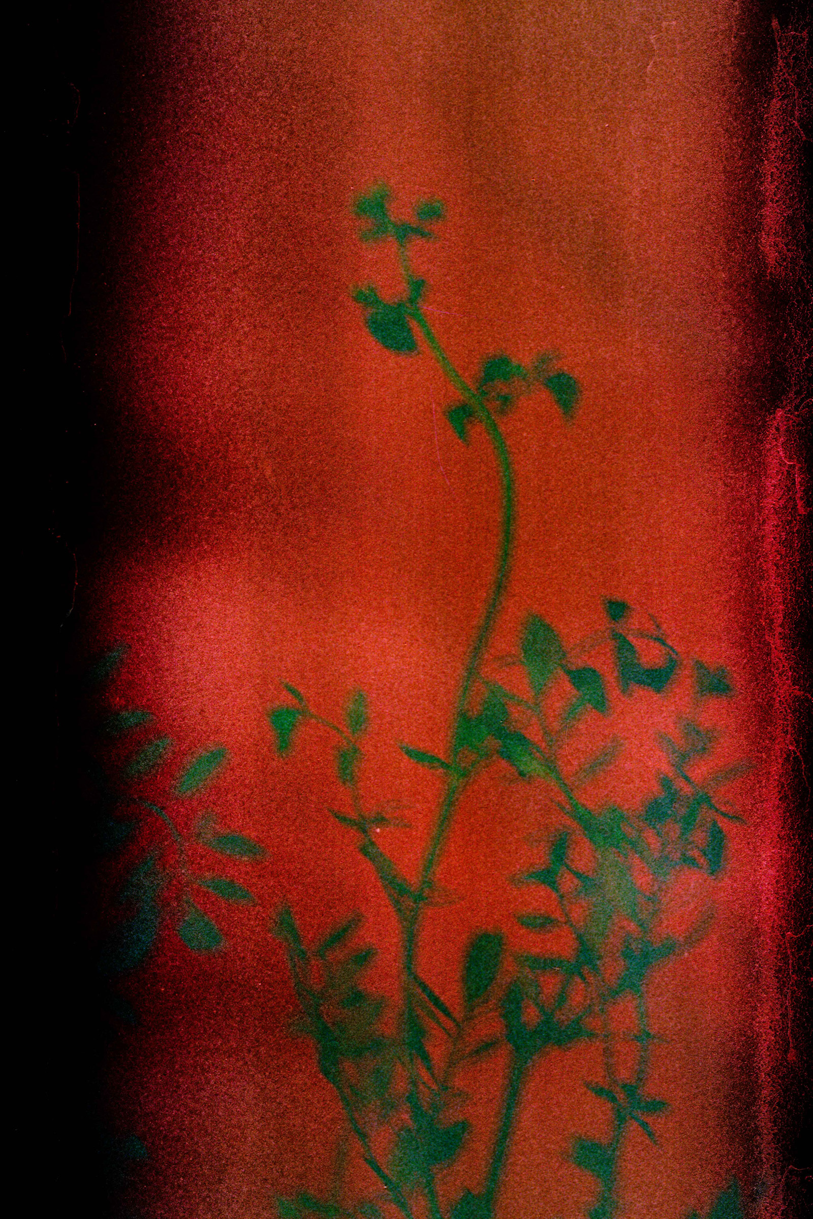 © Ian CHEIBUB
