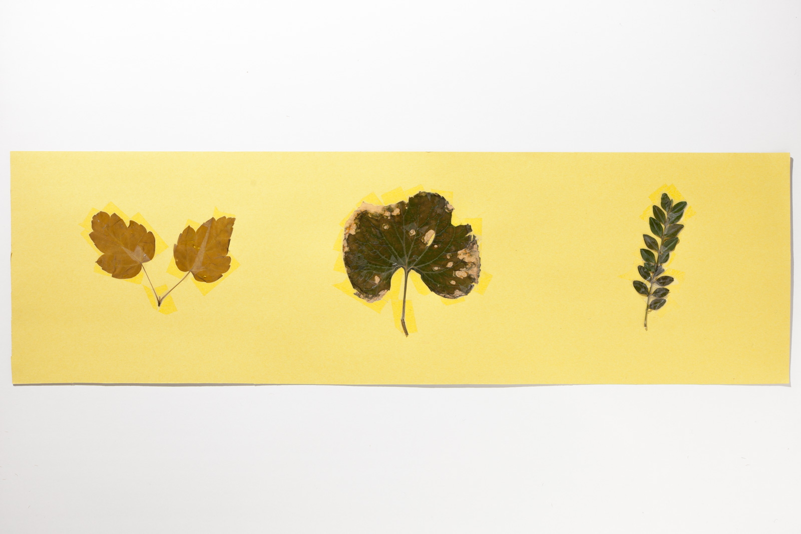 Untitled Collage 2015.07.15 18