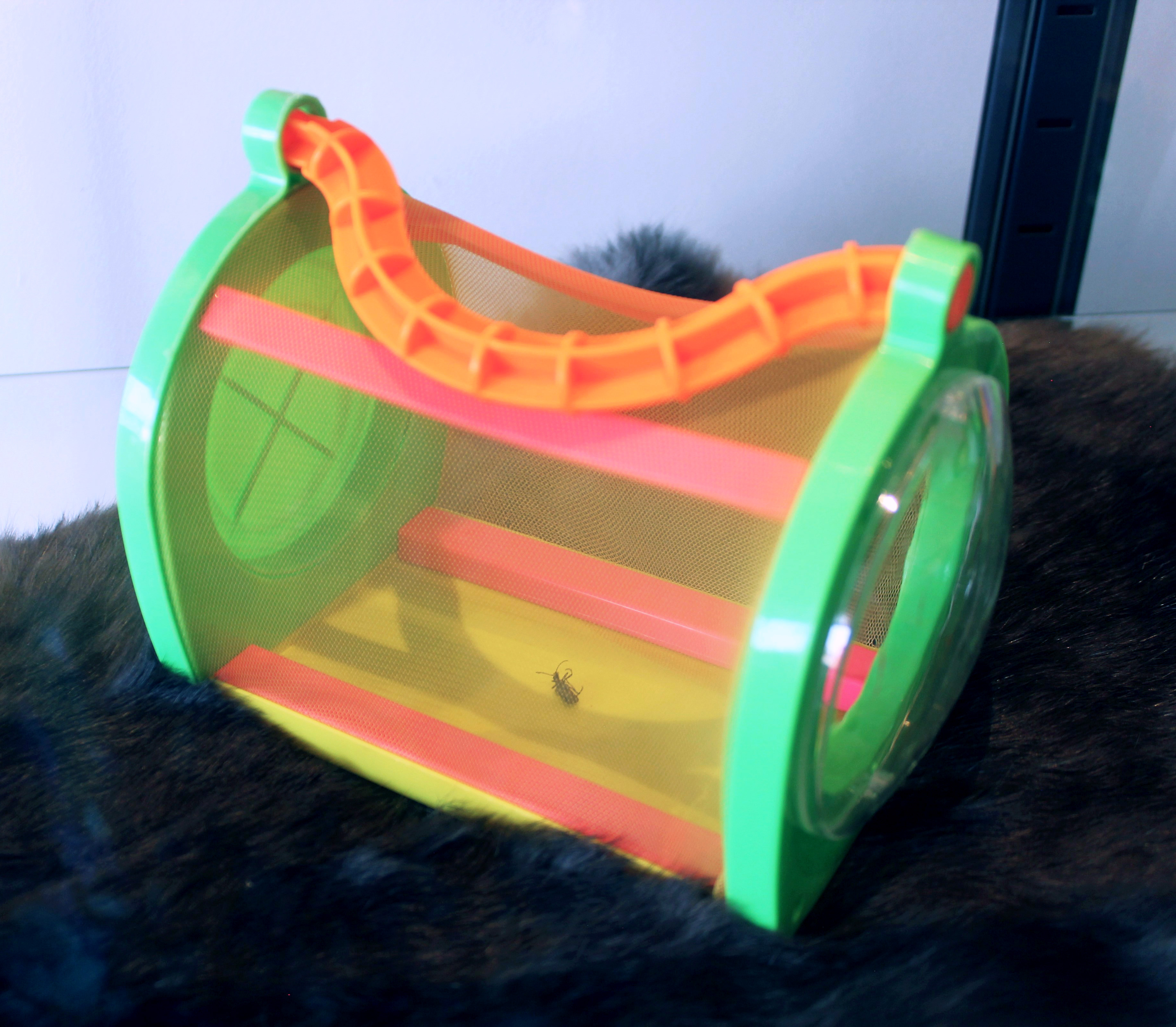 Caught Feelings, Winona Julian, 2024, Found Objects