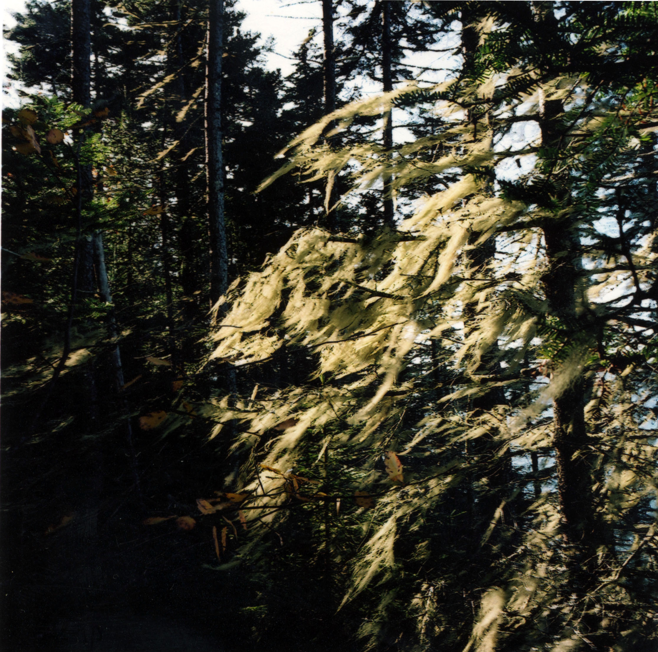 Moss, Cape Rosier, Maine 2009