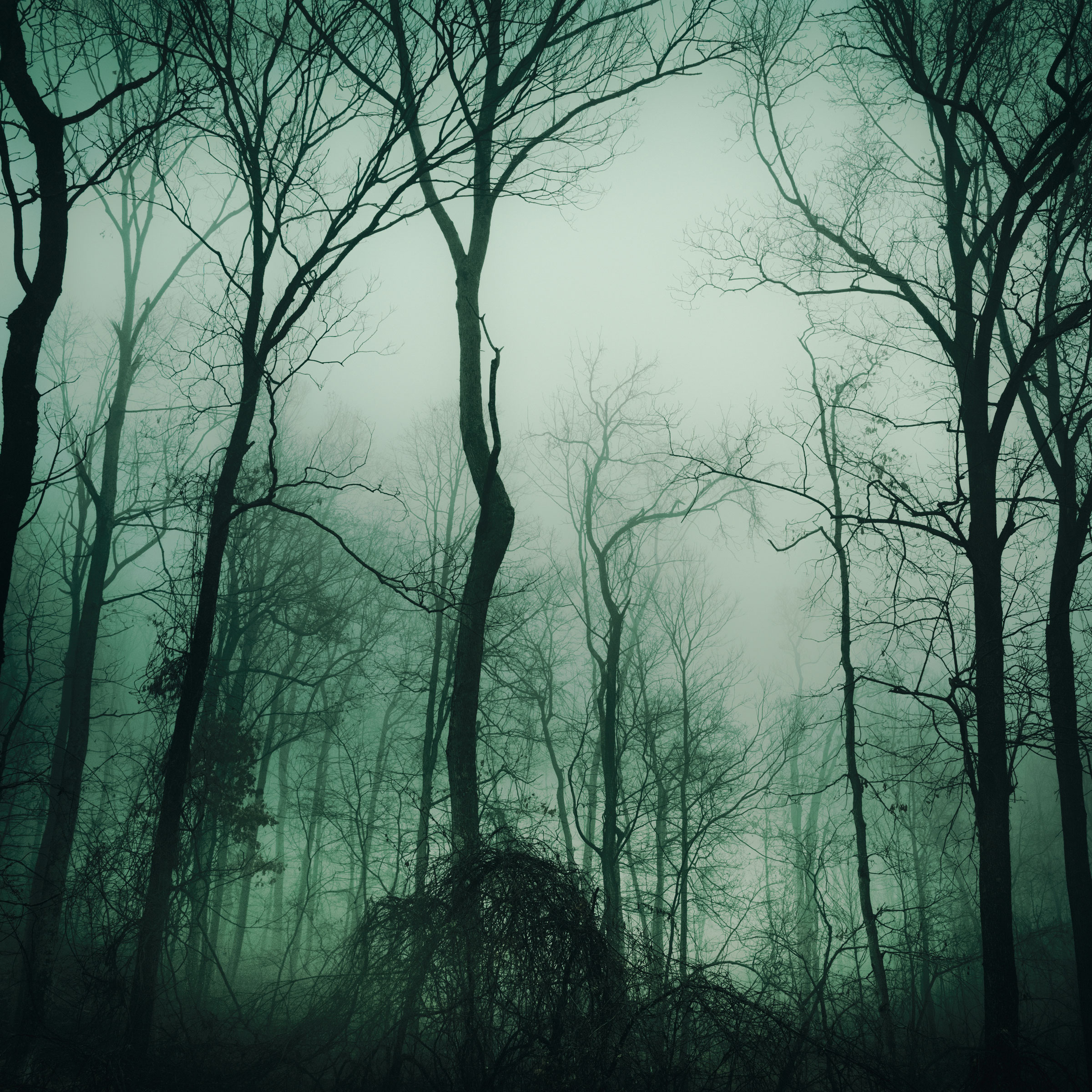 Blue Ridge / Knots Made of Wood