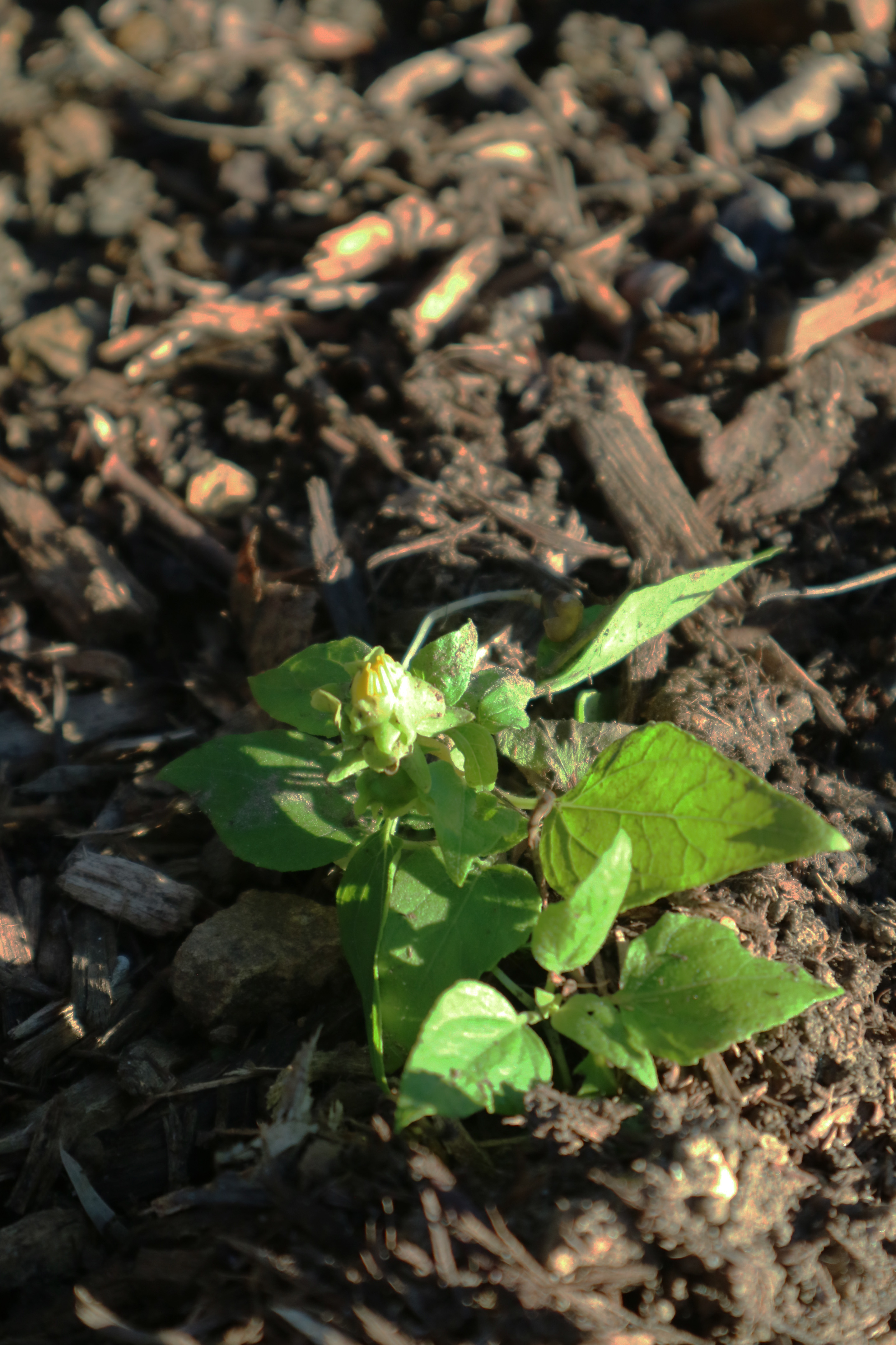 Fig 28. Canyon sunflower seedling