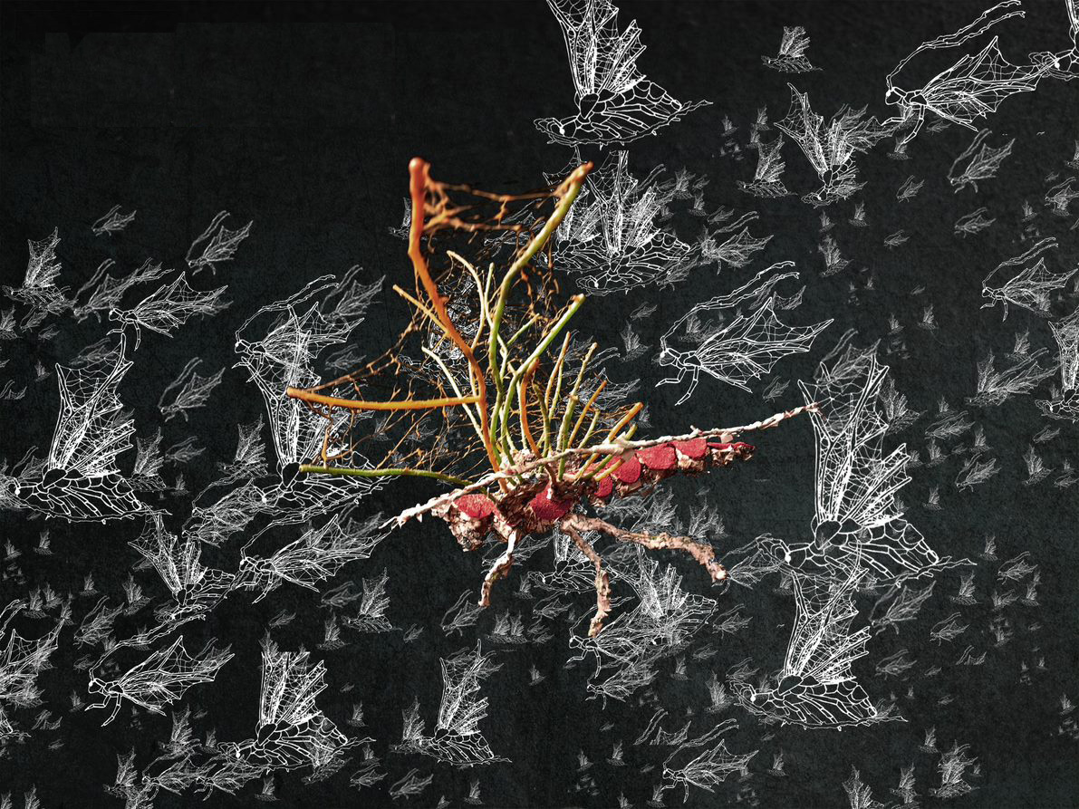 Plagptera: A Creature of the Sea  Judith Kr&uuml;ger