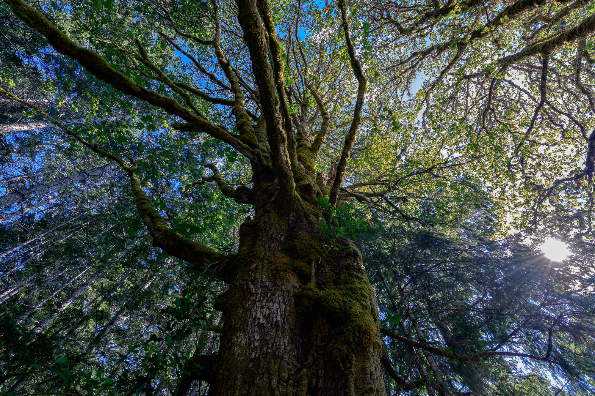 How rain forest. Pacifique 