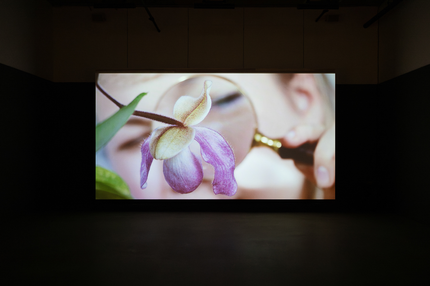 Kristina Norman. Orchidelirium, Centre Clark (MOMENTA 2023). Photo : Mike Patten.
