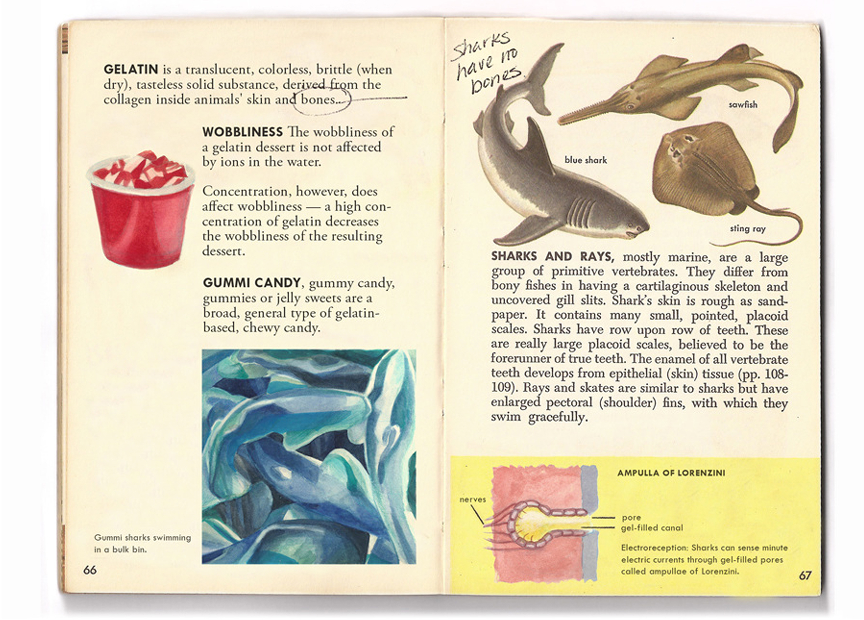 Niche 3: Golden Book of Sharks, Digitally modified book (1958, Golden Books), text from Wikipedia (2011), watercolor, colored pencil, highlighter, pen