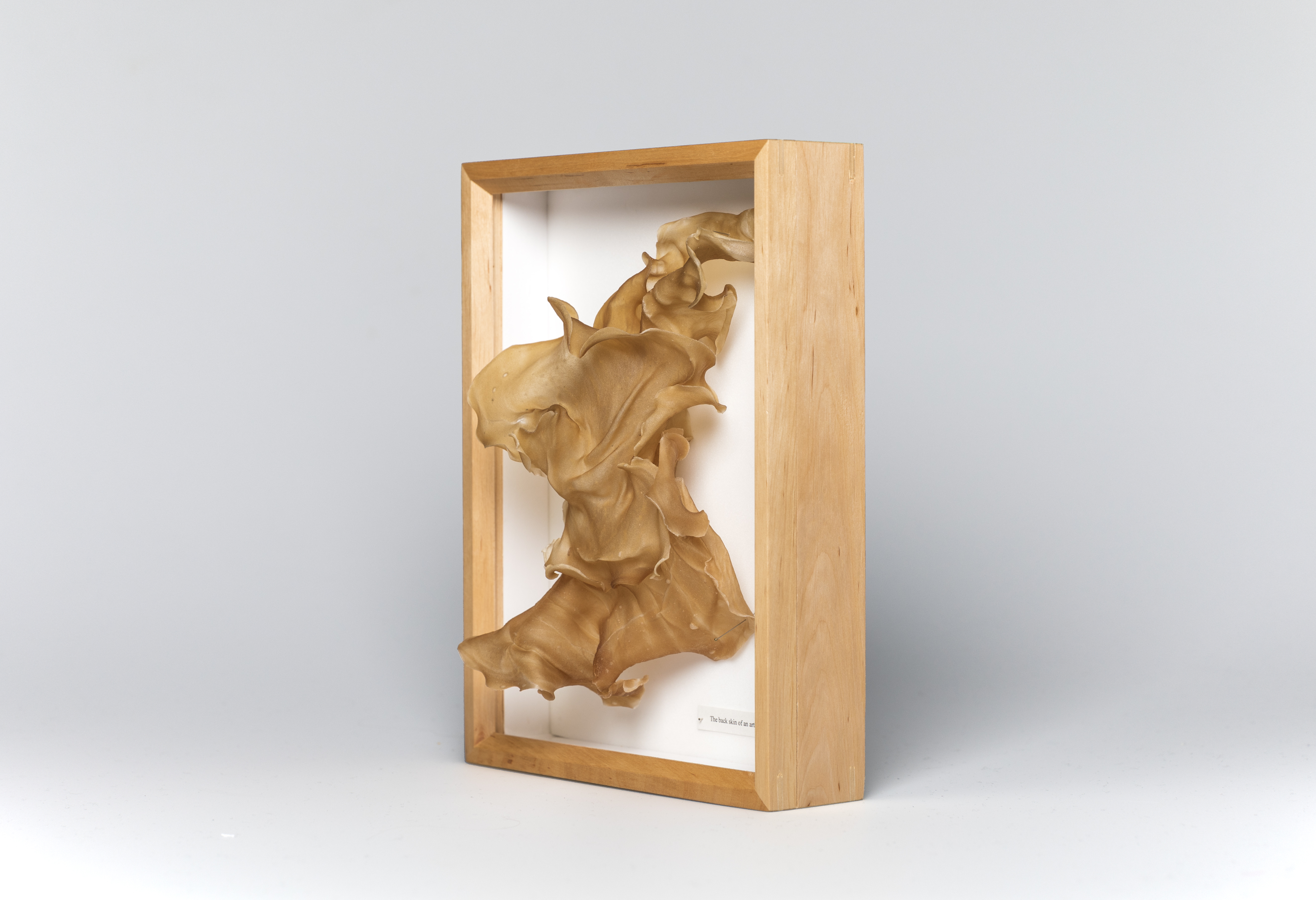 The back skin of an artist, Pro bono publico (2023)