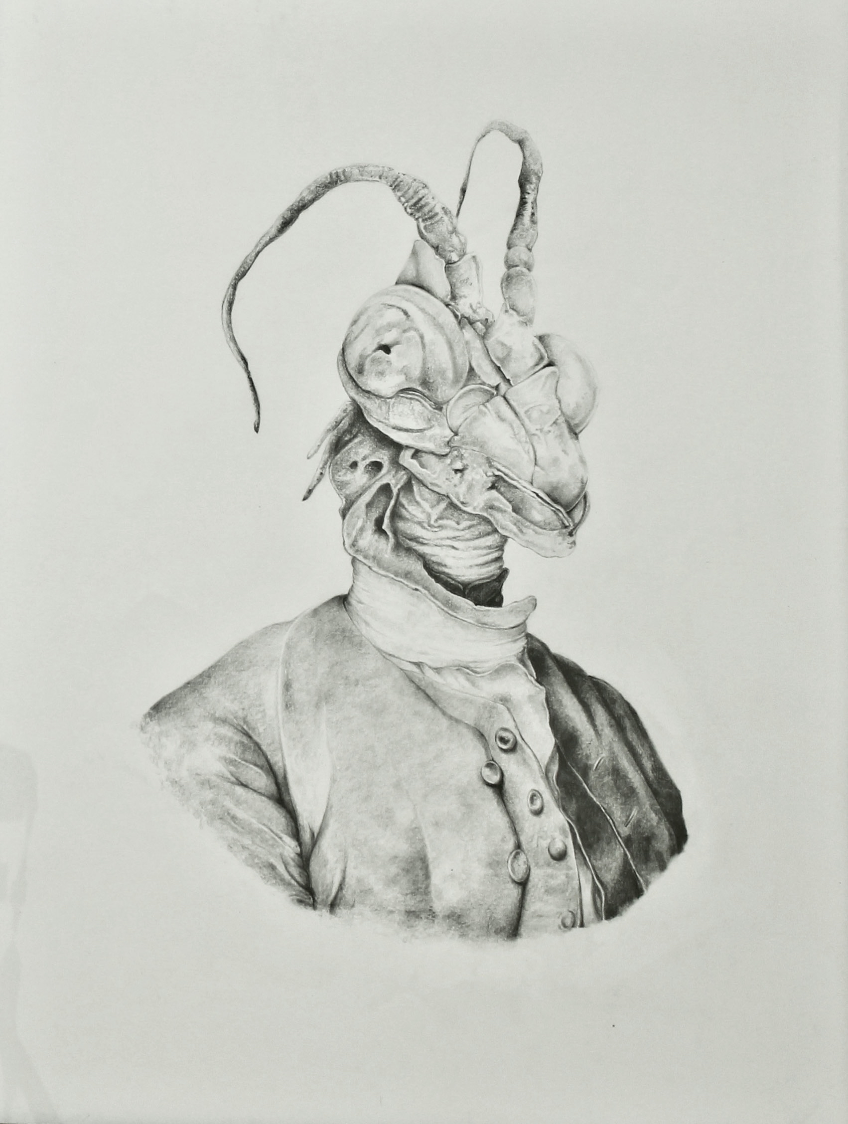 Specimen I. Graphite on paper, 64cm x 48cm, 2011