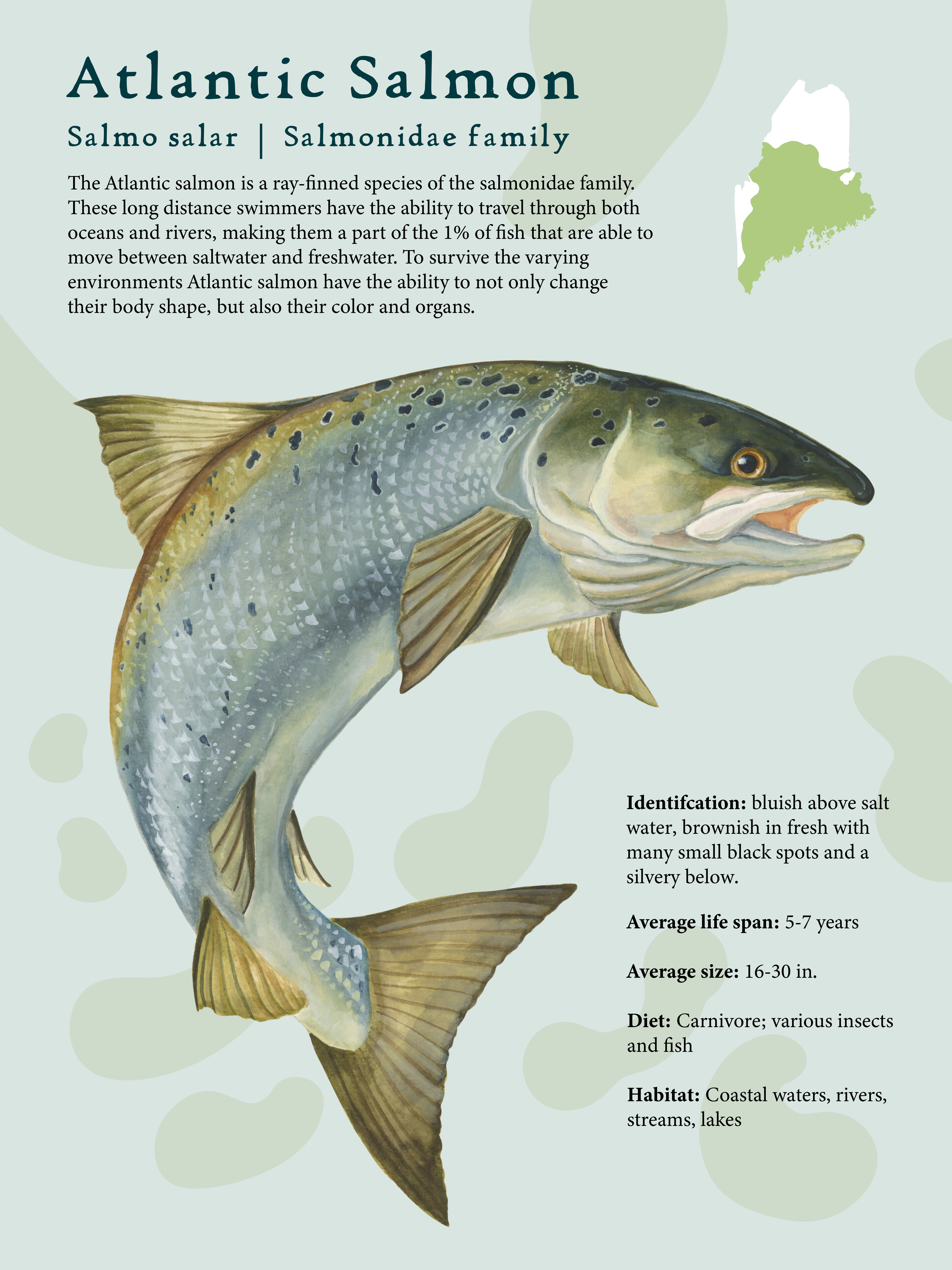 Atlantic Salmonwatercolor and paper, 18x24 inches, 2023