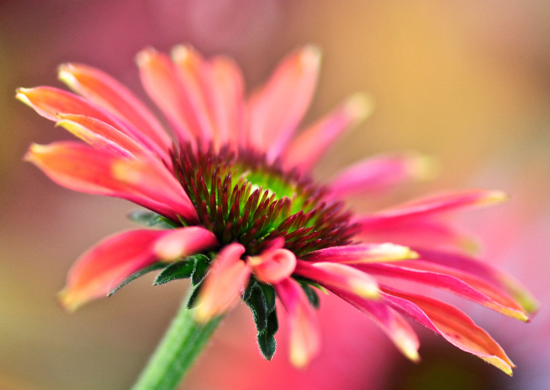 Nr. 230 Sonnenhut / Echinacea,nur noch 9 Stück