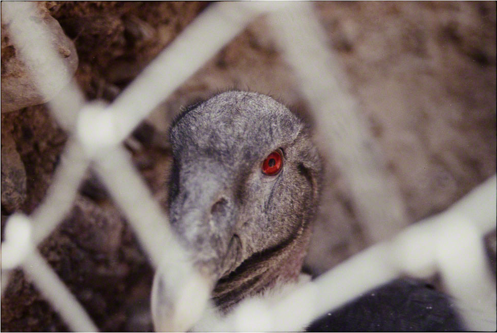 2/2Vultur gryphus ♀, Mendoza, 1992 (921101_03)