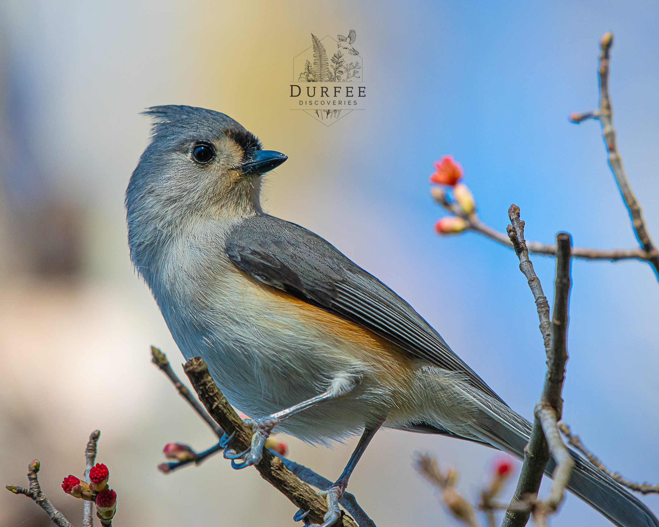 Tufted Titmouse - Palm Harbor, FL