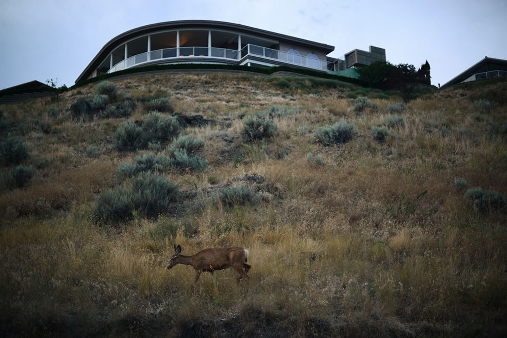 Life around Swan, Kalmalka and Okanagan lakes during a residency at Caetani Cultural Centre and Allan Brooks Nature Centre, Vernon BC Canada 2013.
