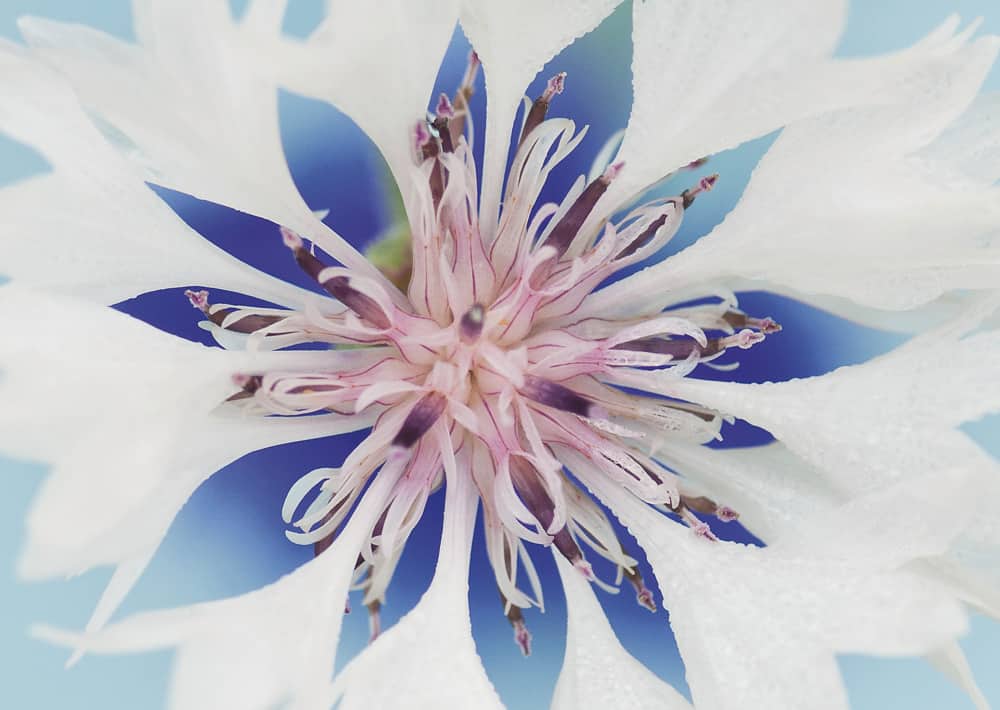 nicht lieferbar, weisse Kornblume