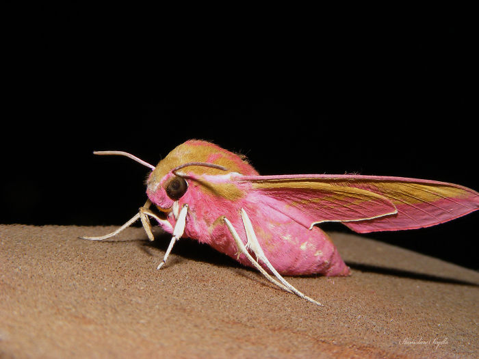 small elephant hawk-moth