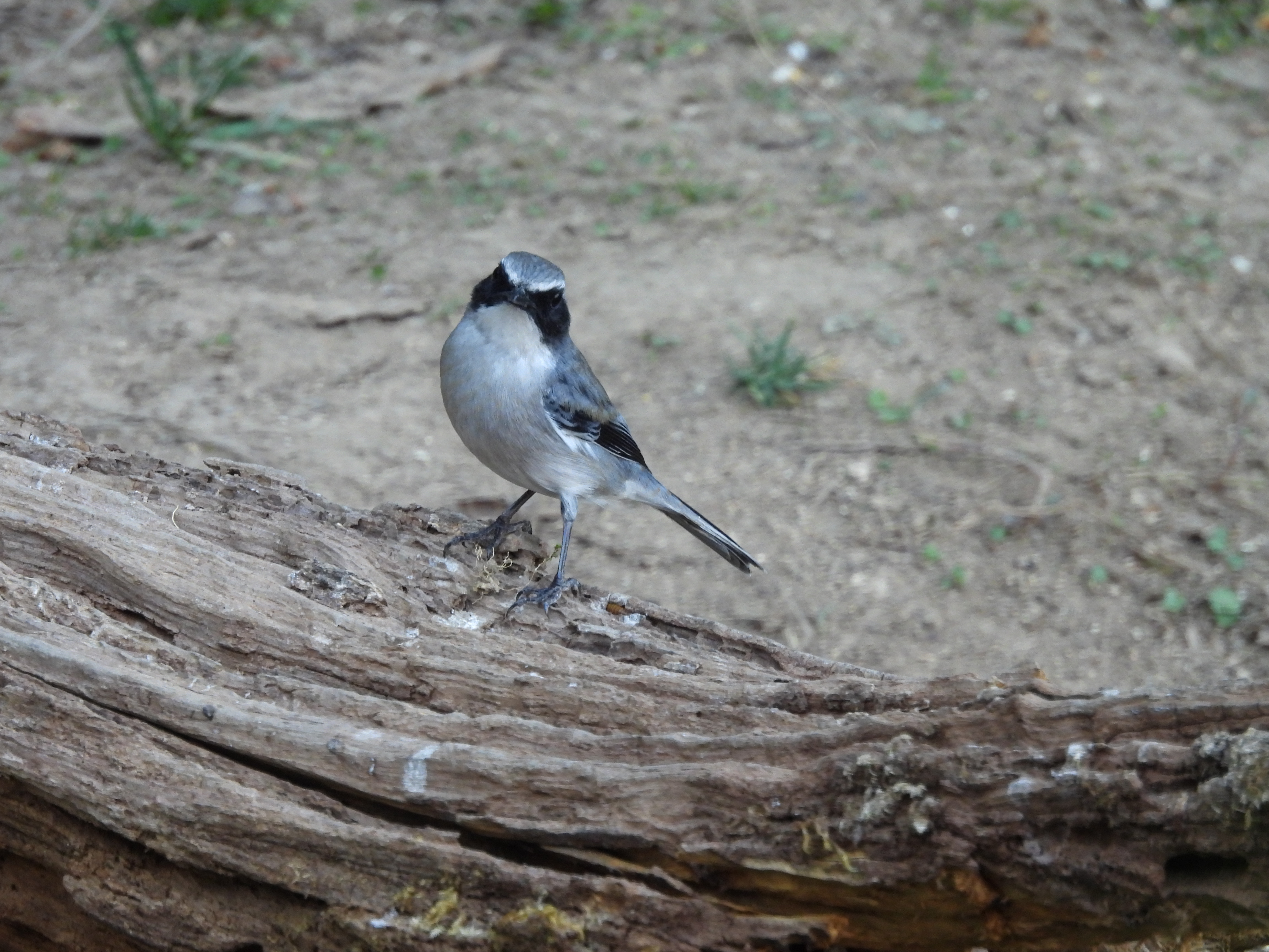 灰林䳭 Grey Bushchat