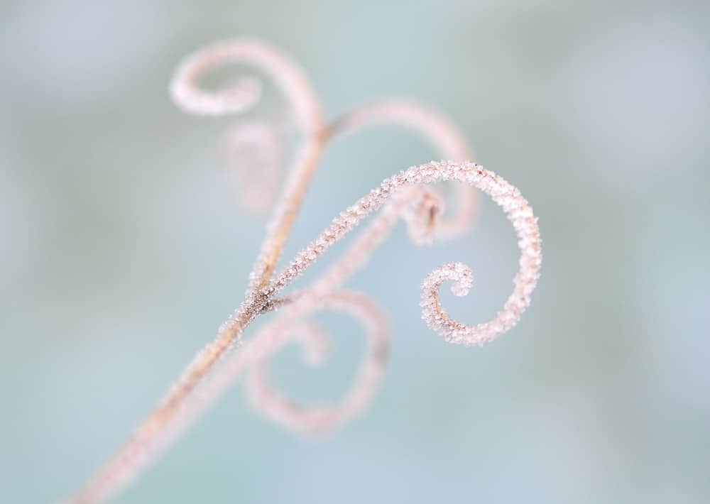 Nr. 125  filigran-spiralig