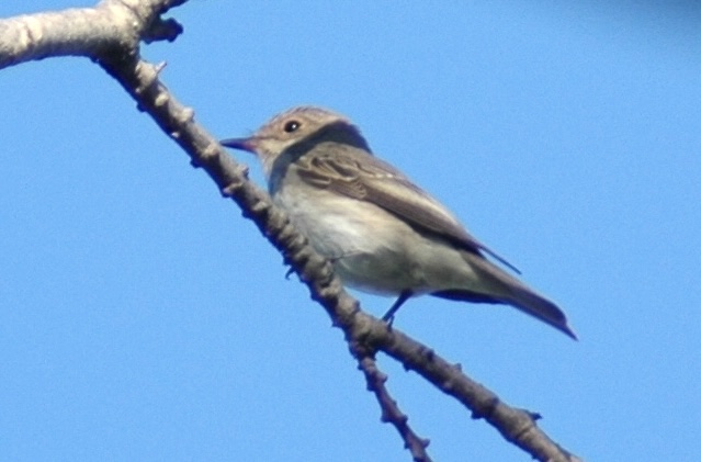 01.10.2024, Orta Bahçe