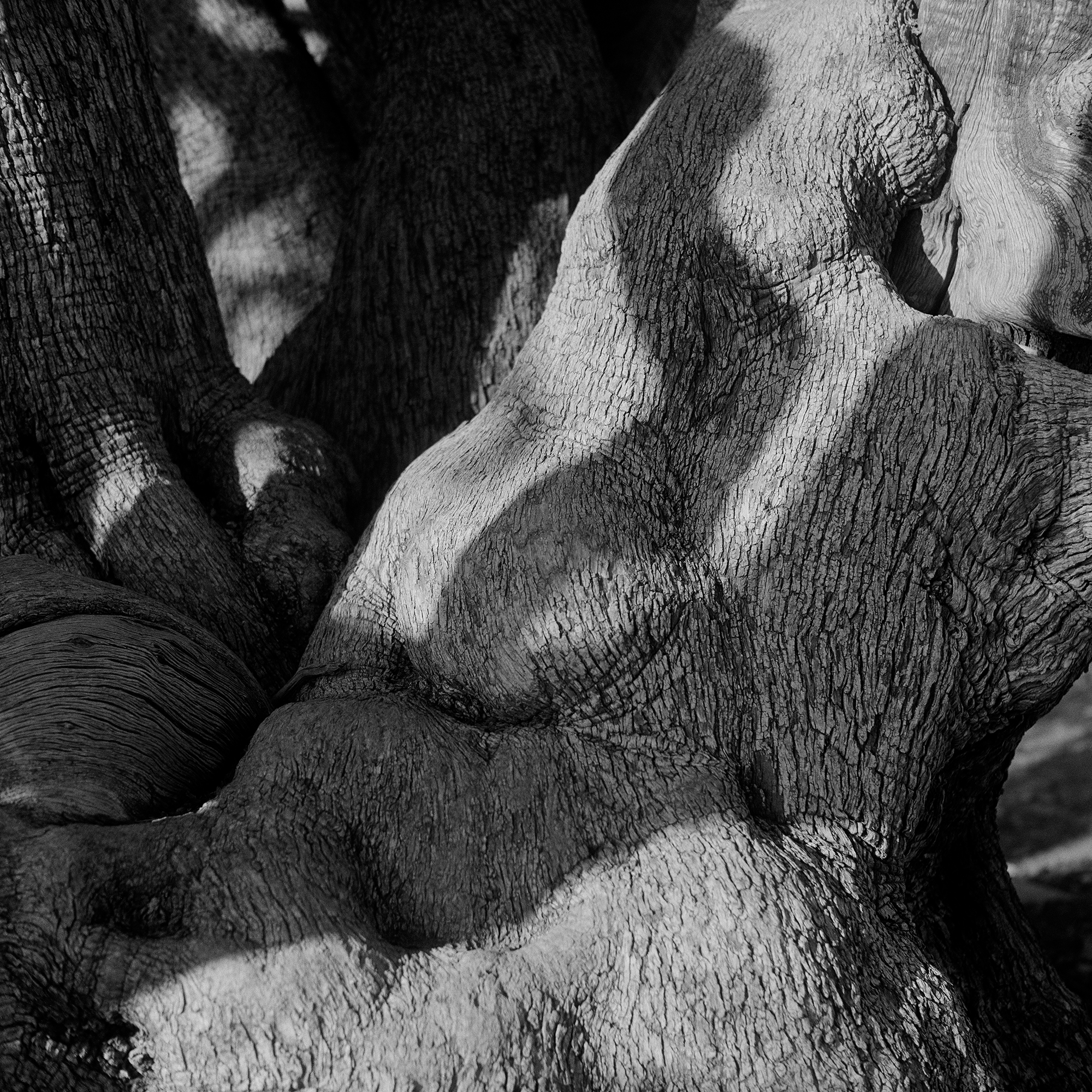 °01, 2017 : impression jet d'encre / pigment print form scanned 120mm negative, 20 x 20''