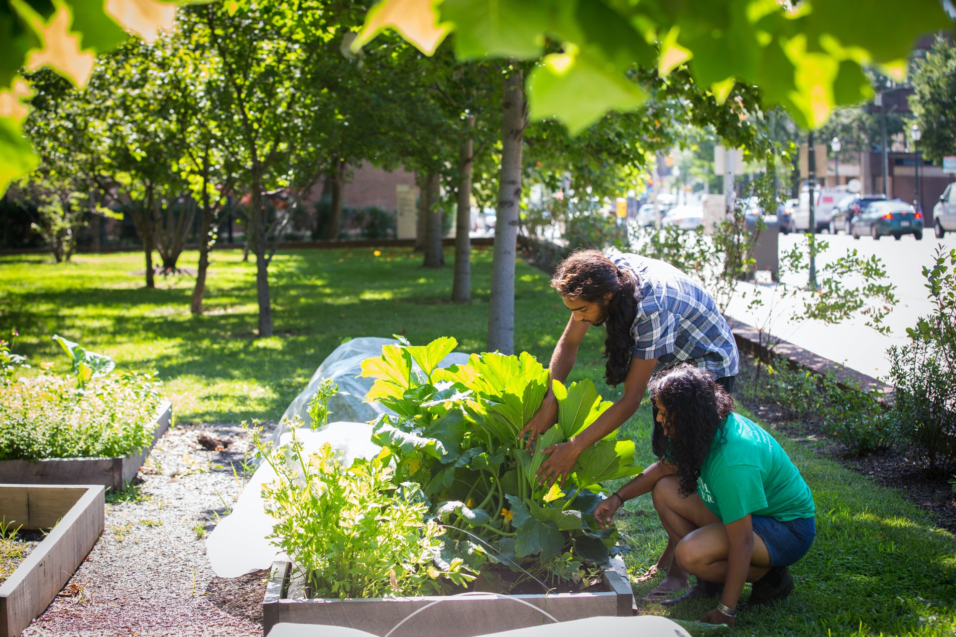 Student gardens at the University of Pennsylvania.