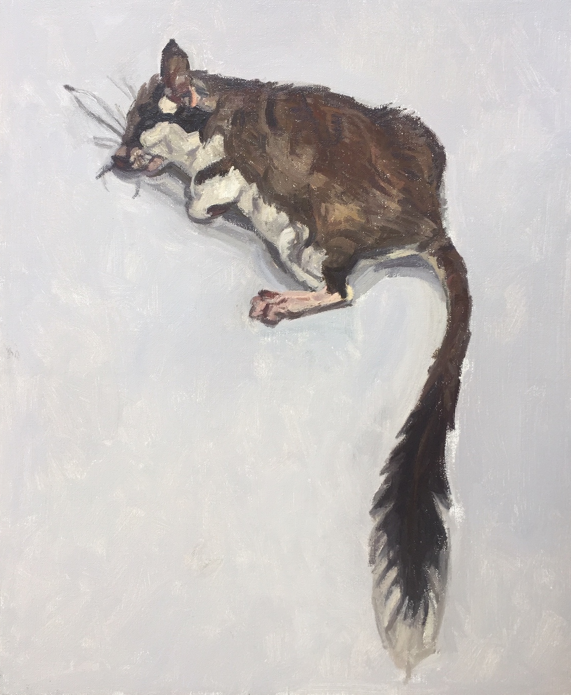  Bandits - diptyque - huile sur toile - 61 x 51 cm - 2011