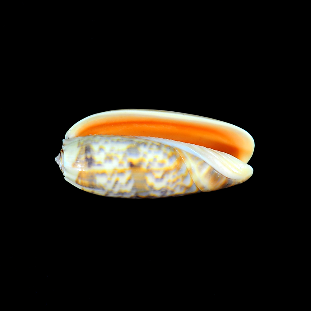 Oliva miniacea (Röding, 1798)