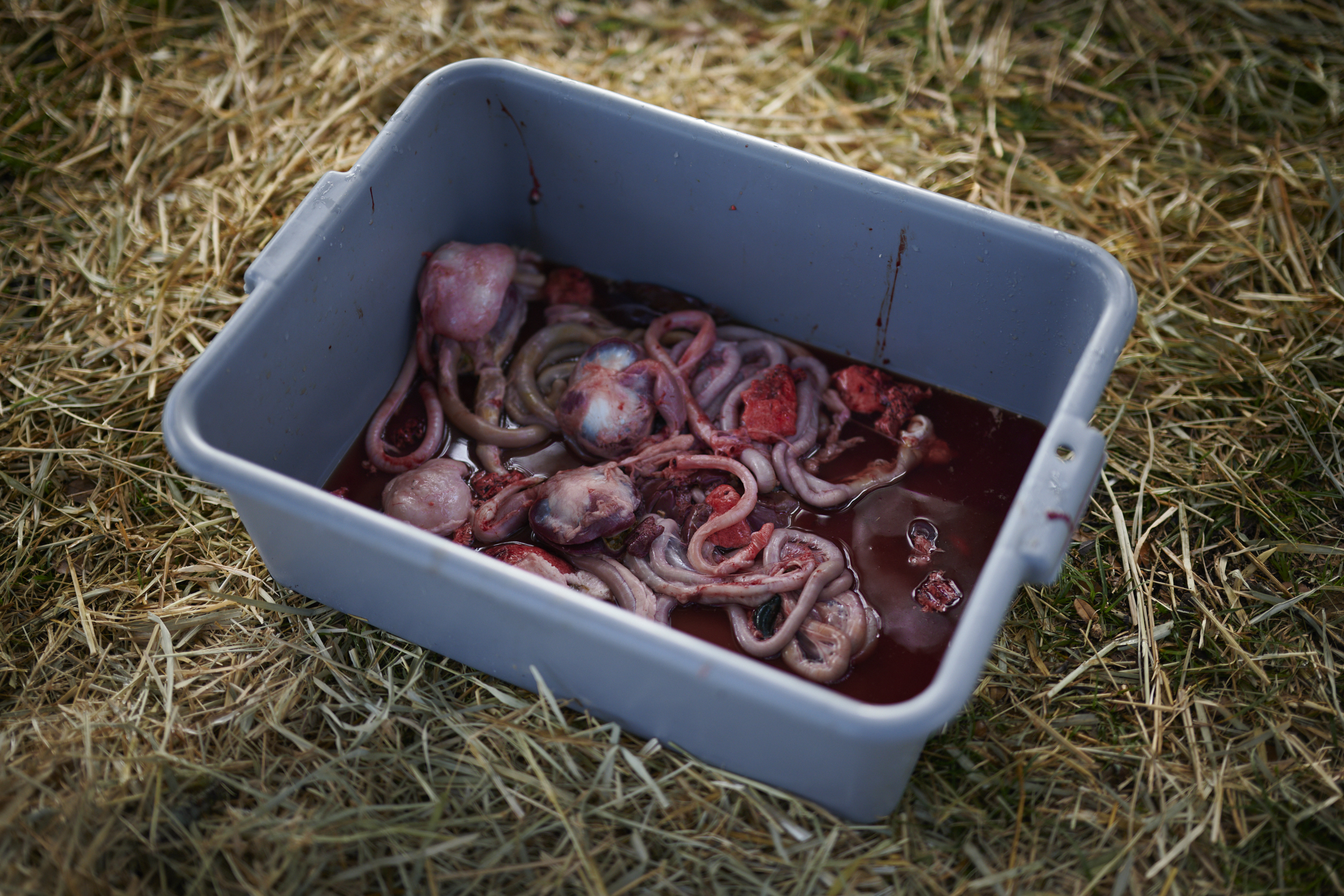 Field Notes | Entry No. 61 | 20 Nov, 2021. Subject: Gut bucket. Discarded portions (including intestines, gizzards, and other organs) of various turkey carcasses rest in blood within a collection bucket. These viscera will ultimately be eaten by other animals on the ranch, such as pigs, dogs, cats, and chickens, among others.