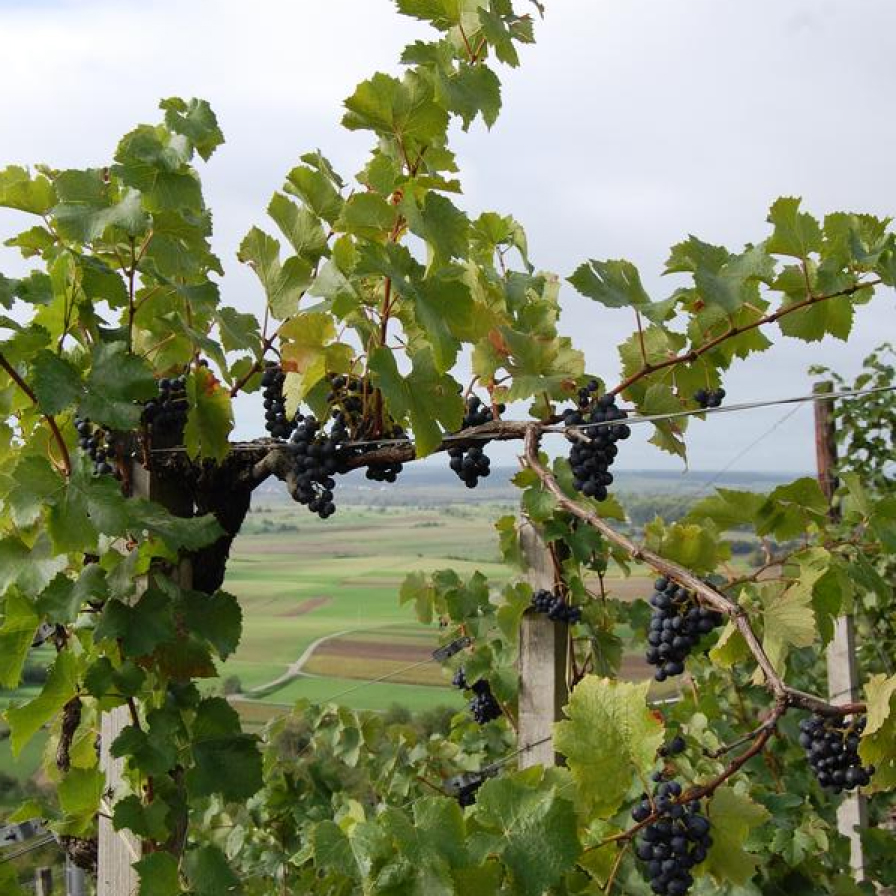 Reben im Weinberg in Breitenholz