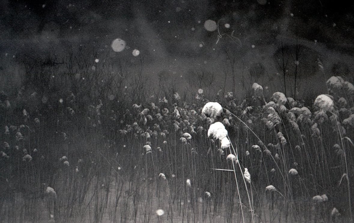 Untitled (Boisé Steinberg), 2025