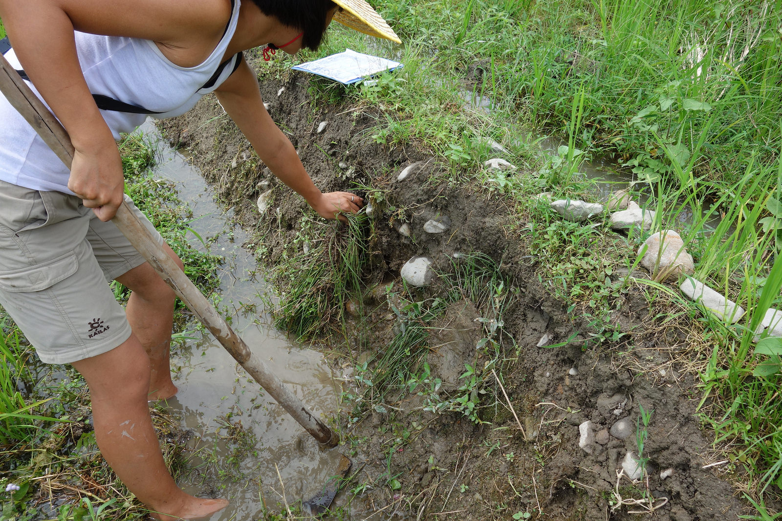 Linda Tan patches a leakage in the paddy wall using mud and matted grass weeds