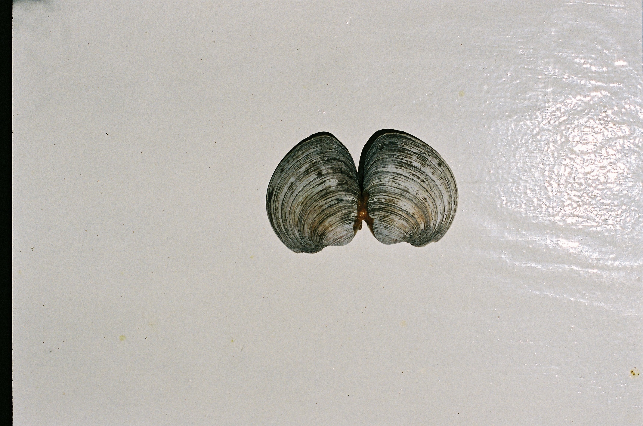 Leila Greiche, light at the end of the tunnel pt. 1 (View 1), 2024. Clam shell, glue, gold dust, temporary tattoo