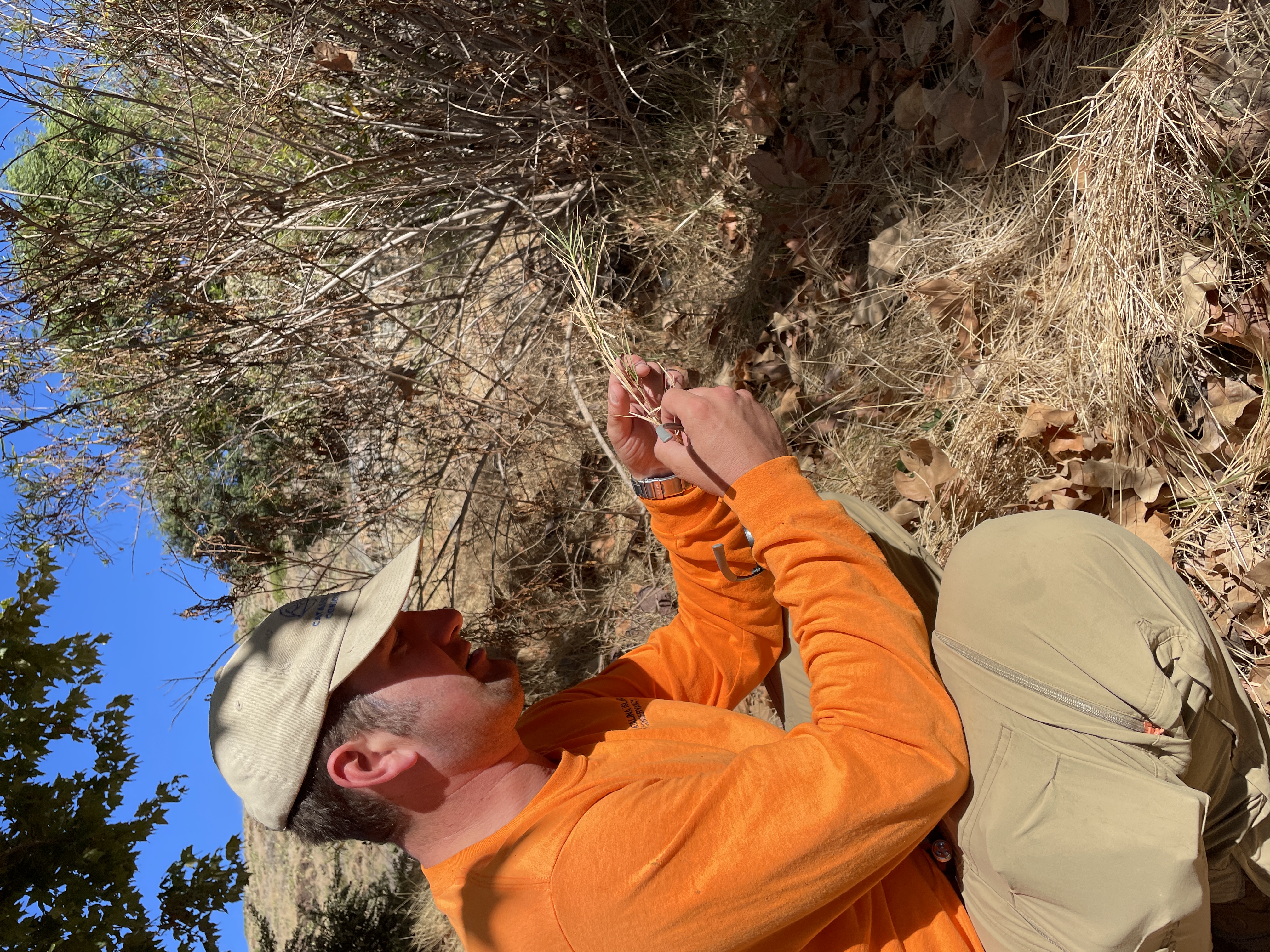 confirming grass species