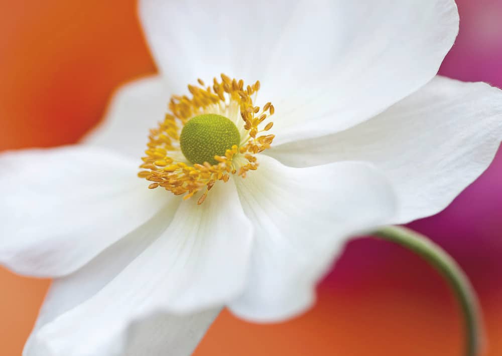 Nr. 042 Anemone japonica, wieder lieferbar!