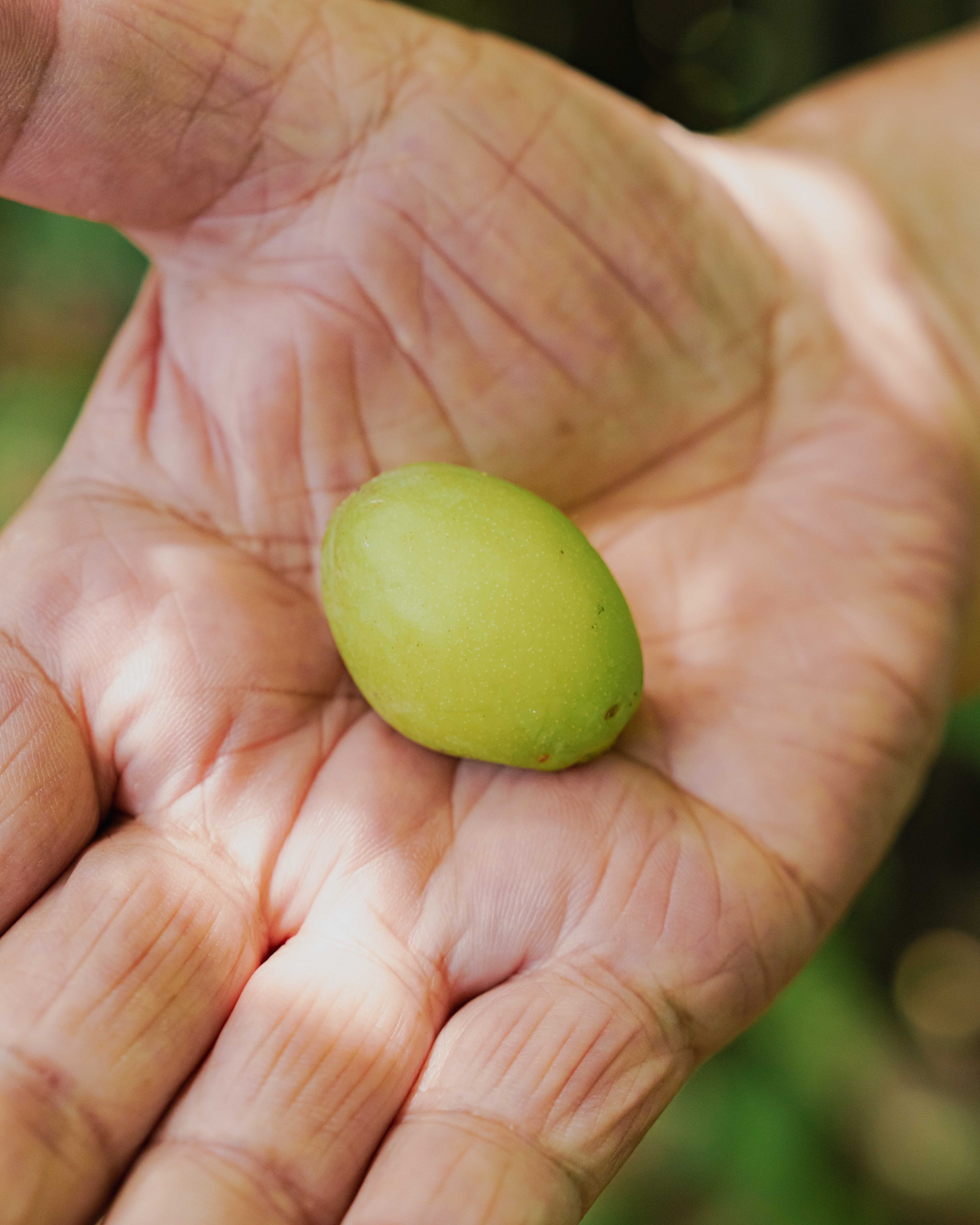 The Lung Fu Shan Herb Garden - FT Weekend
