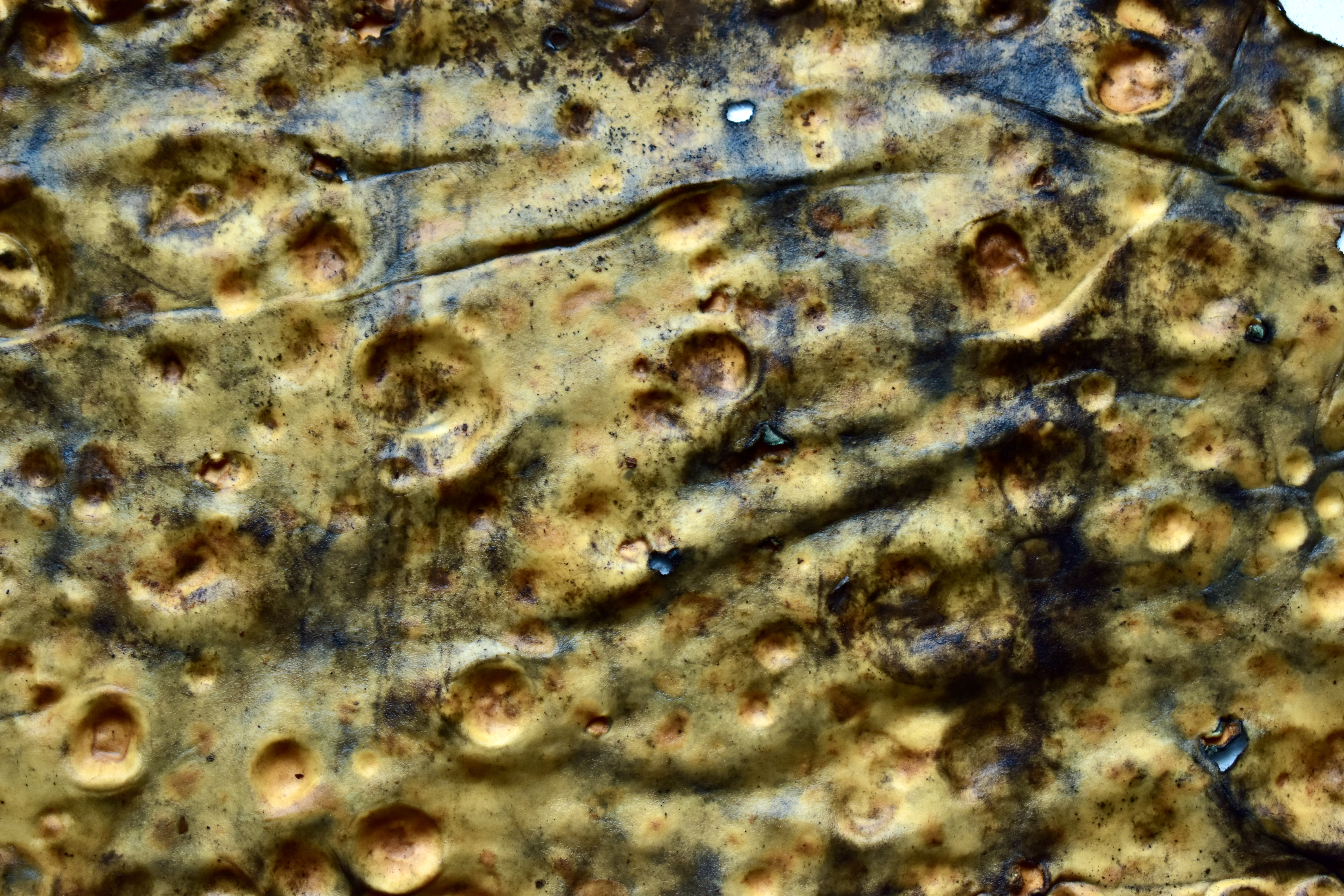 Kombucha Fabric - Bacterial Fermentation