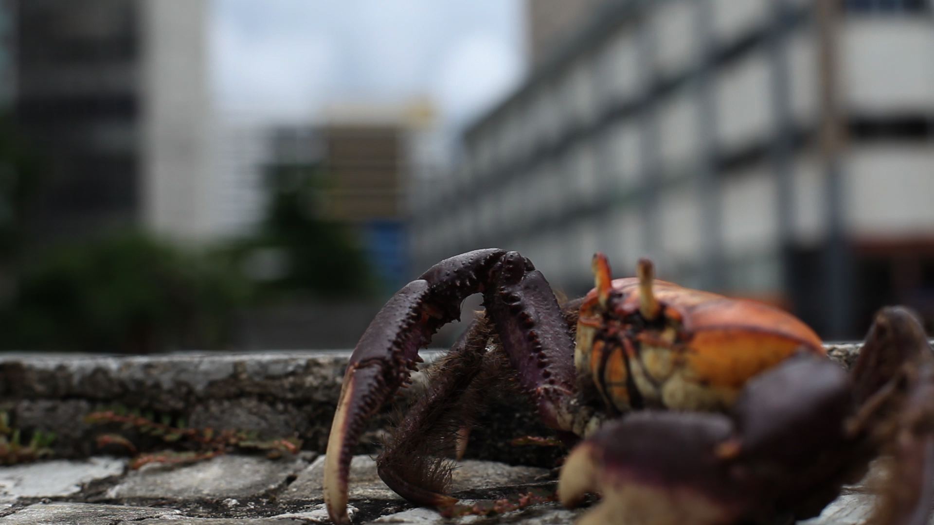 2011, THE WEIGHT OF THE MANGROVE. Two-channel video installation, 5min. Film still. © Barbara Marcel