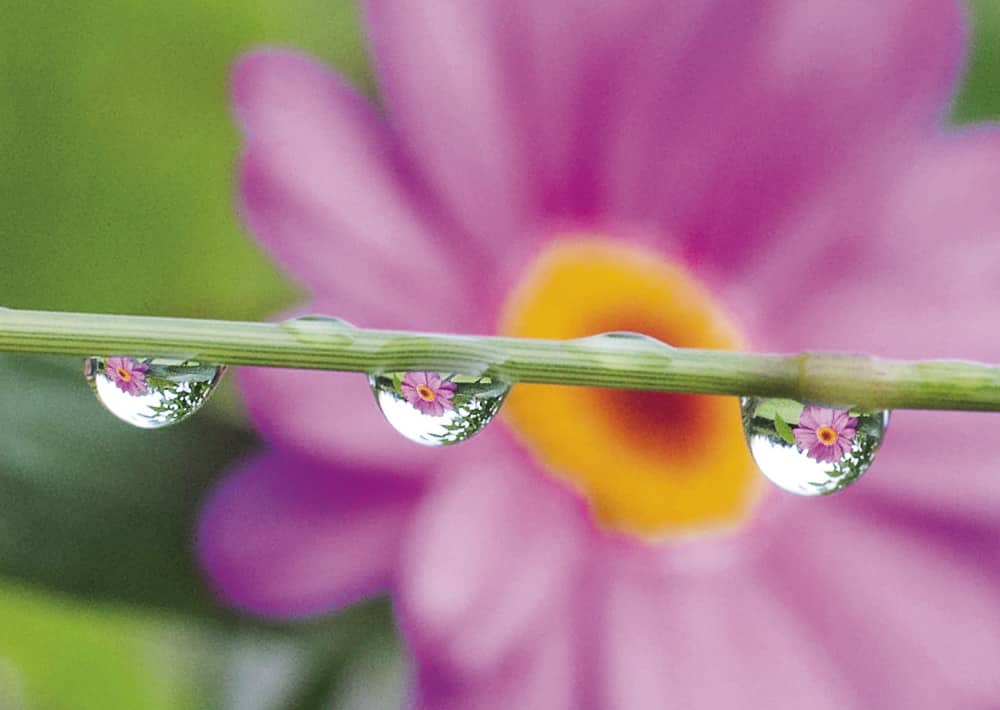 Nr. 045 Rosa Margerite in Regentropfen