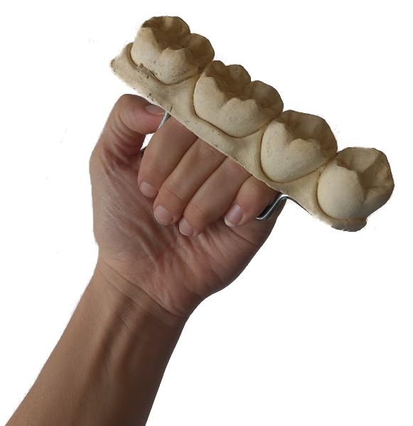 molar knuckle brace, 2023