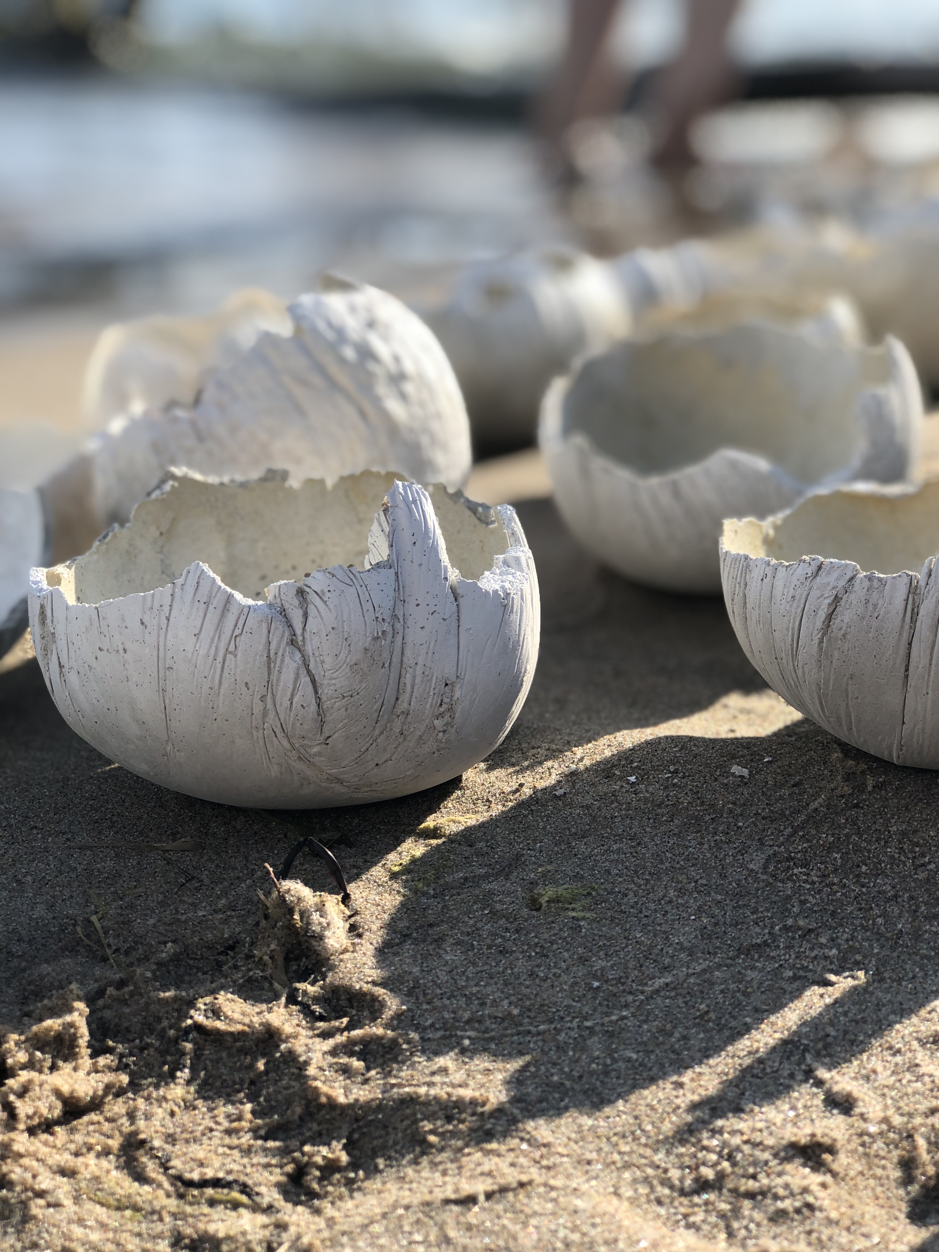 Vertical coloured photograph of cracked opened round white and grey speckled objects on sand with blurry background.