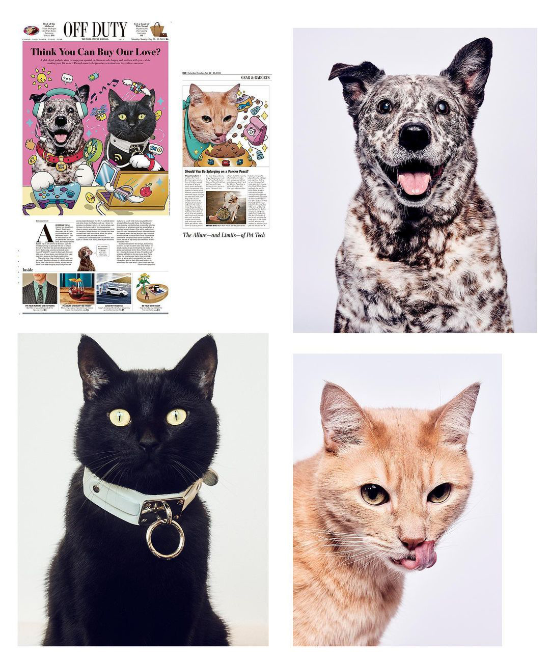 Pet Gear; Photographed by Shayan Asgharnia
