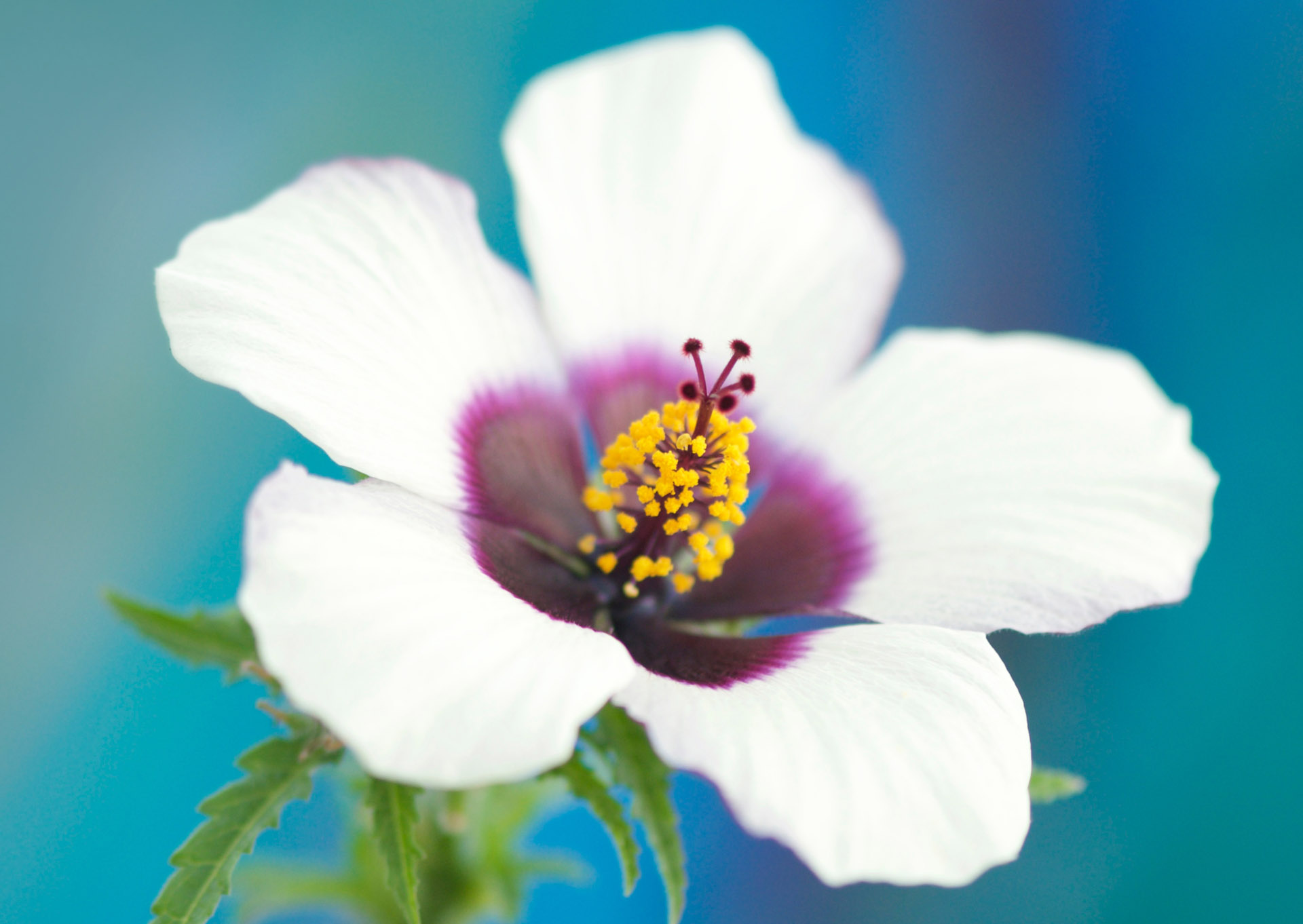 Nr. 286 Hibiscus cannabinus / Kenaf