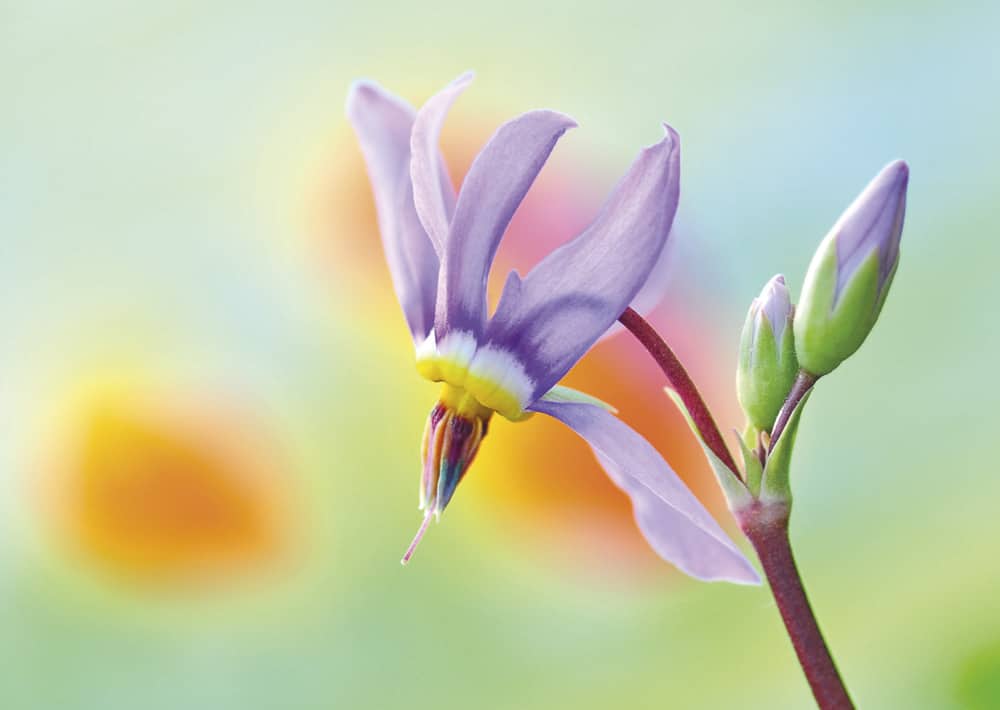 Nr. 101  Götterblume,  wieder lieferbar !