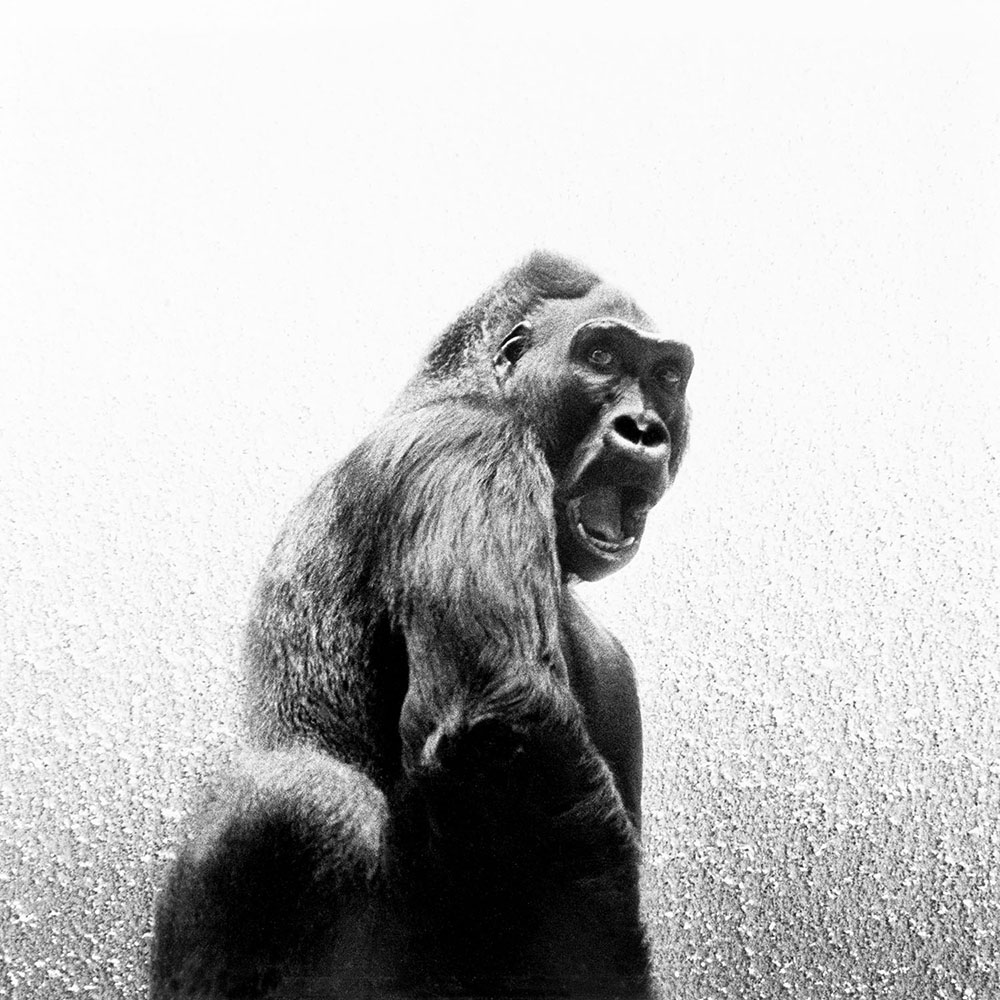 François Delebecque — Atelier/Galerie Taylor