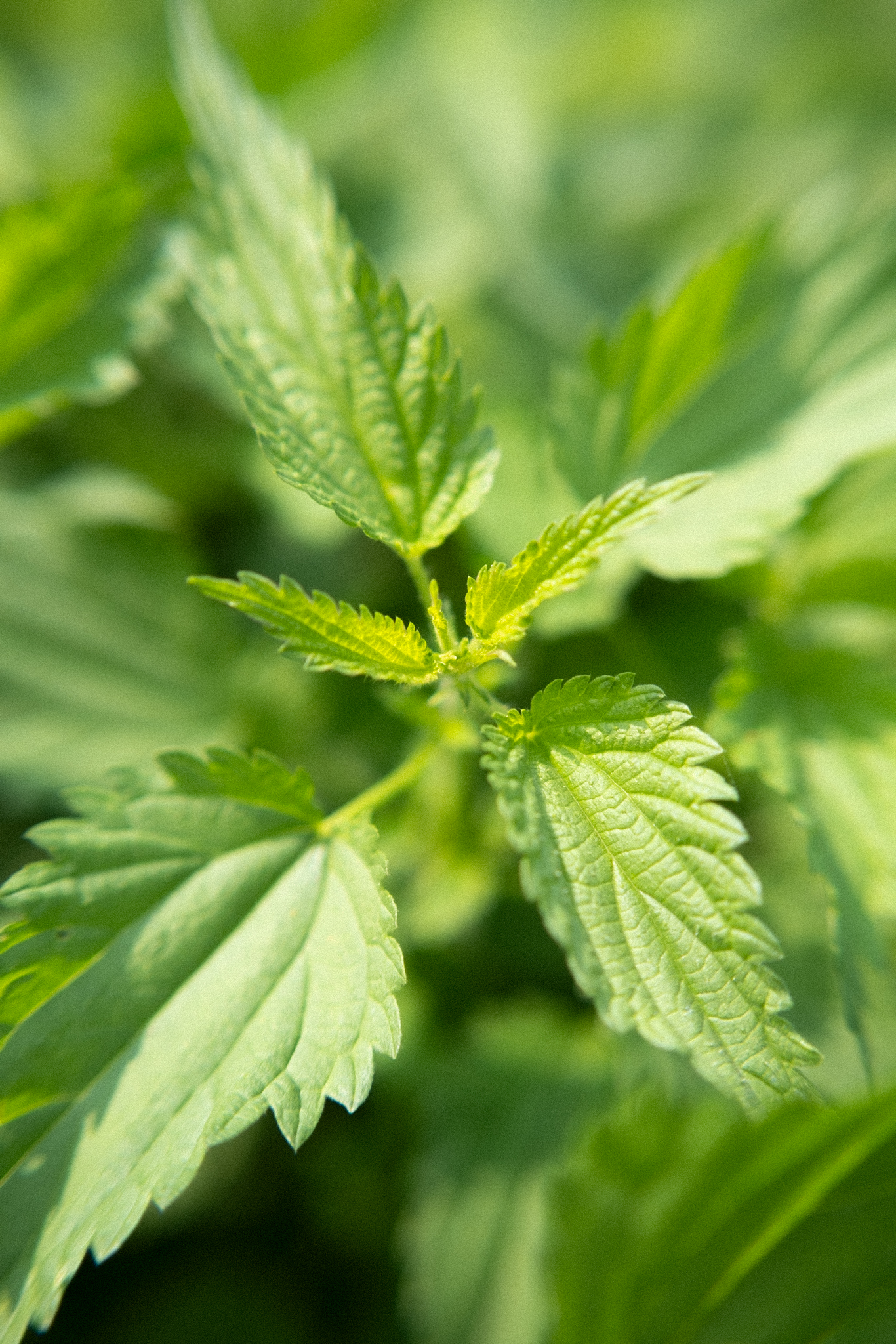 Fruitslagers & Roze Bunker