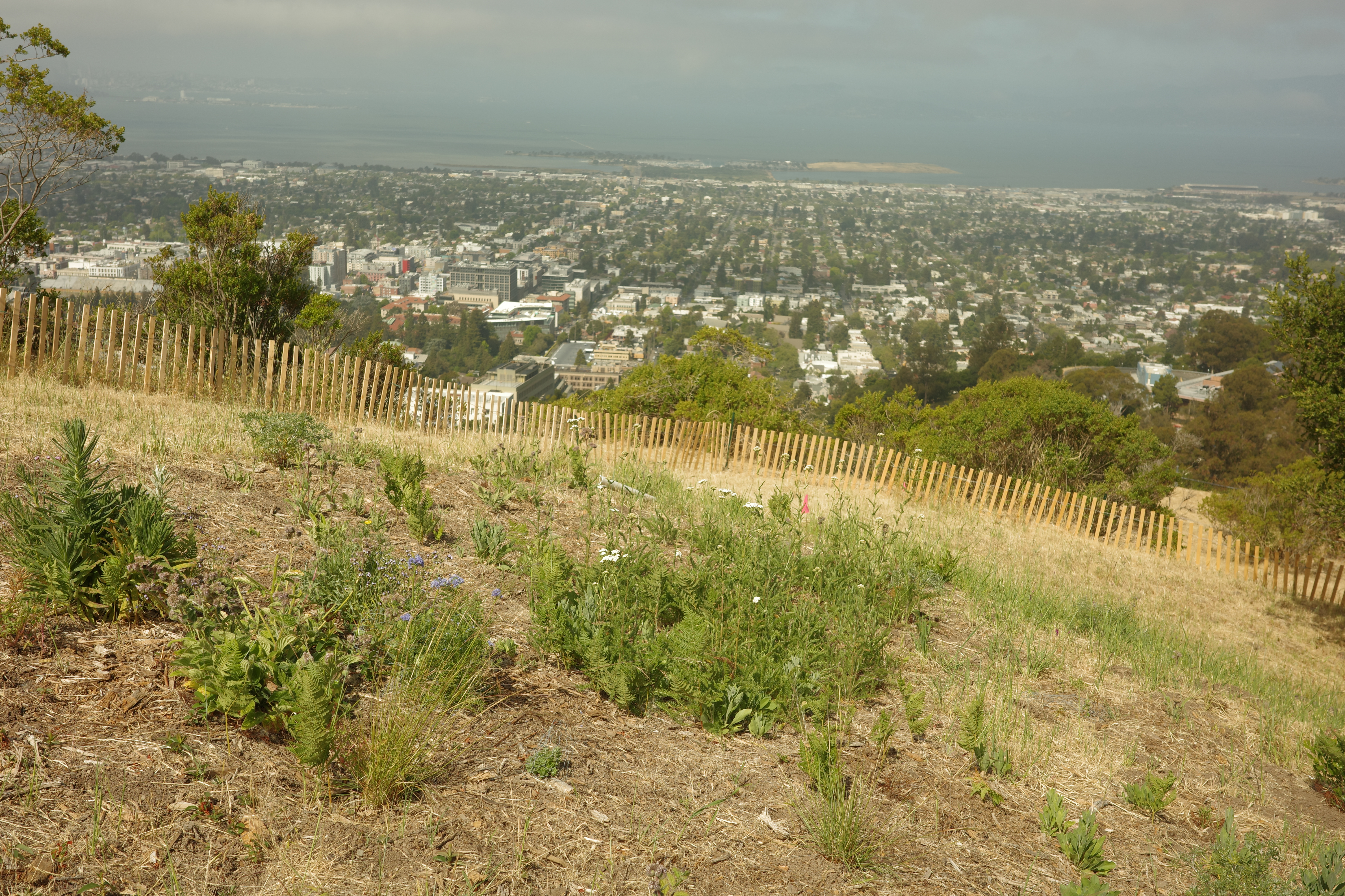 Inside the plot after brush clearance May 12th. Lots of wildflower blooms coming.