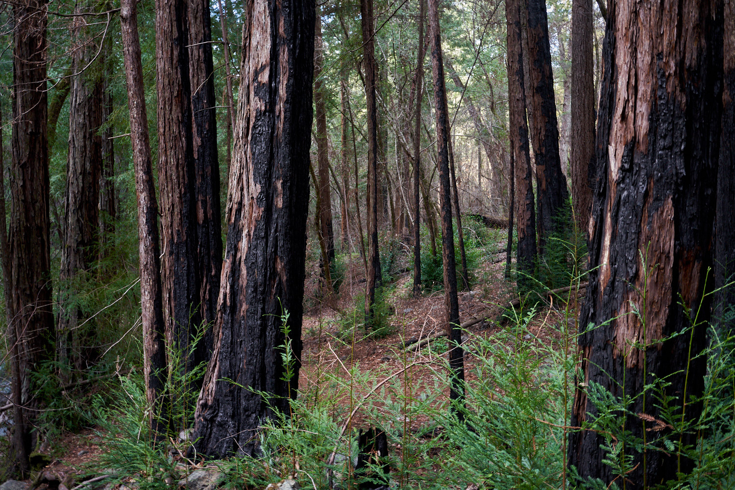 2018 Santa Rosa California