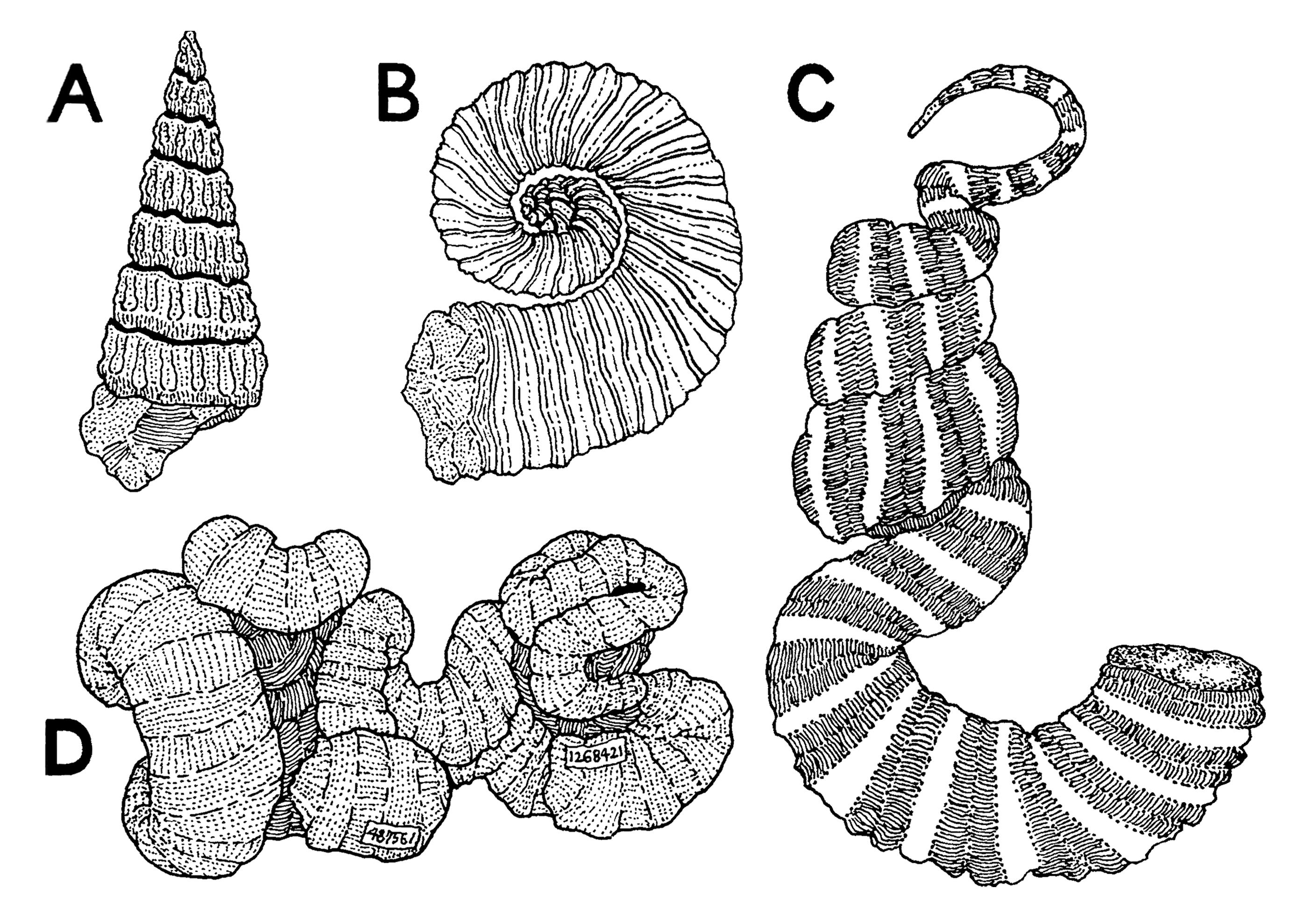 ABCDFossils