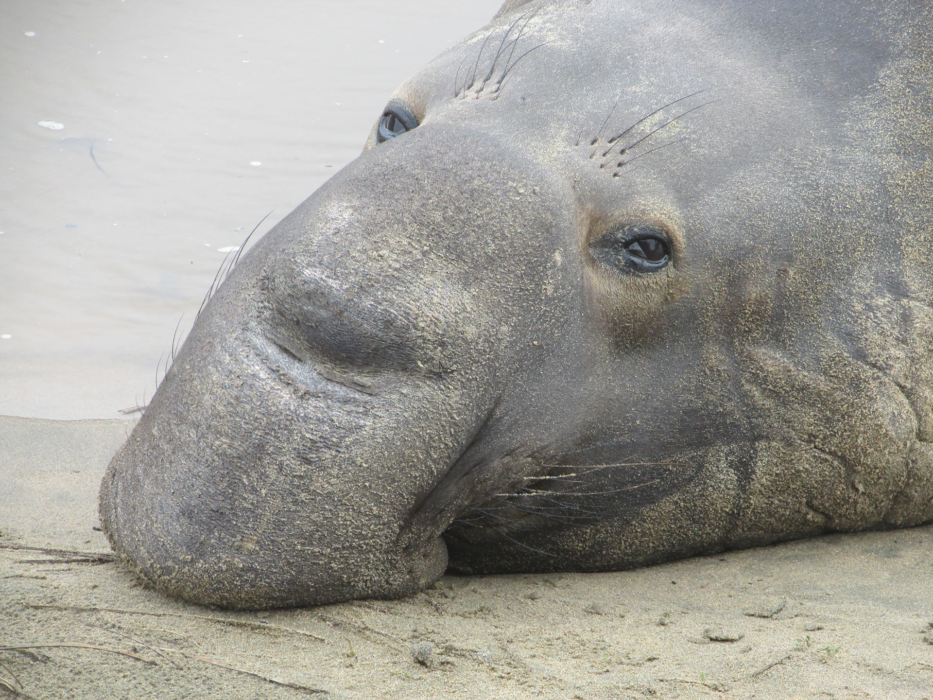Elephant Seal, Año Nuevo, CA
