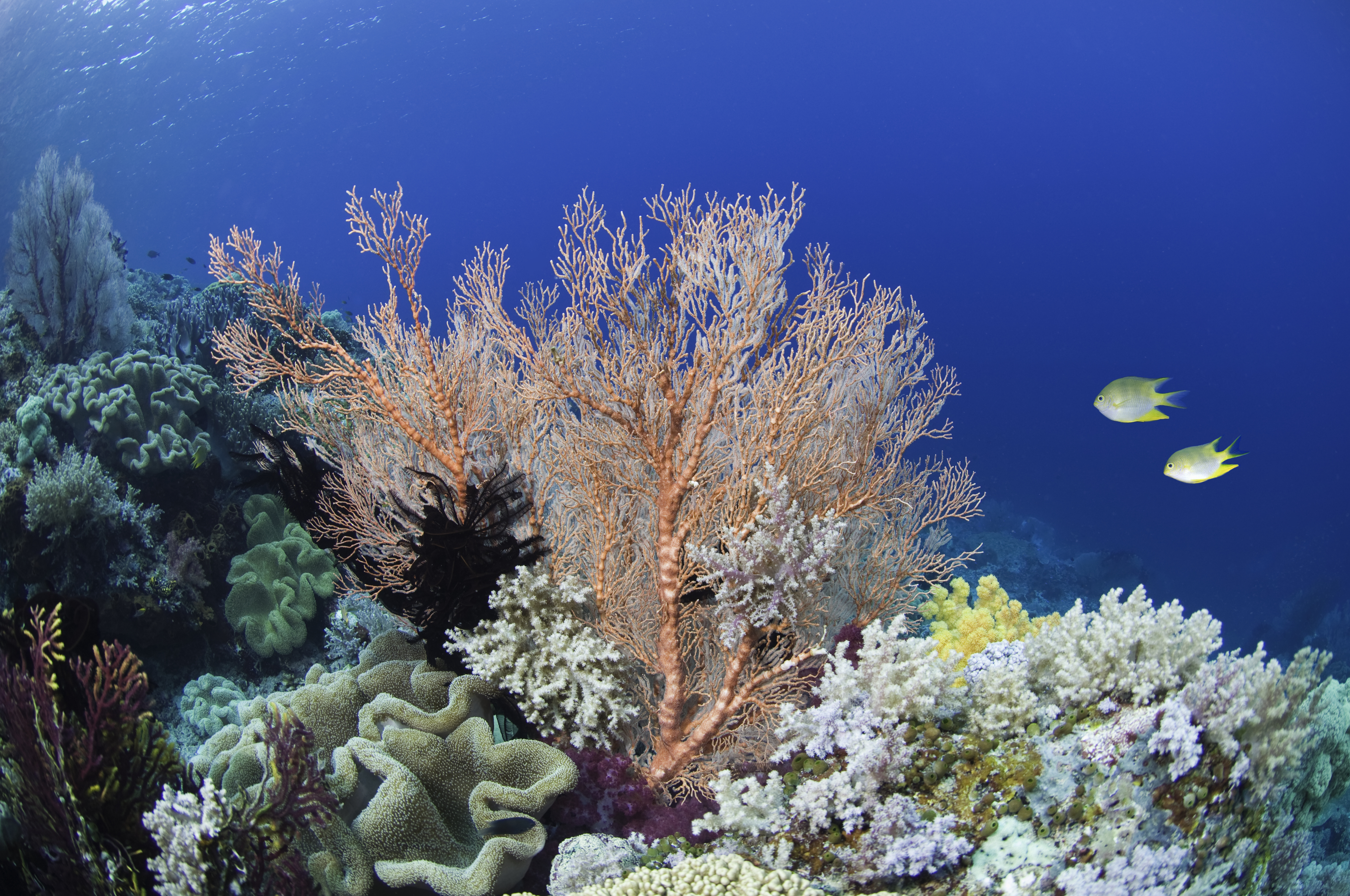 Коралловые рифы образуют. Коралловые рифы красного моря. Коралловые рифы Средиземного моря. Коралловые рифы Пемба.